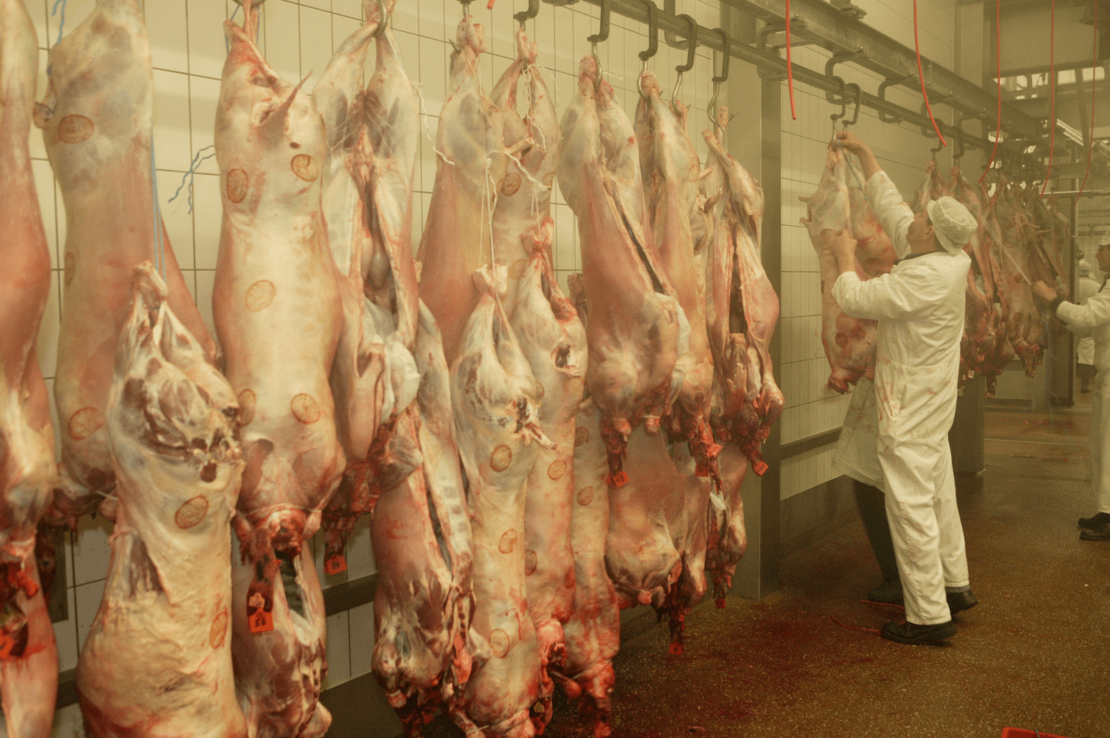Schapen- en lamskarkassen in een slachterij. - ( Foto: Henk Riswick