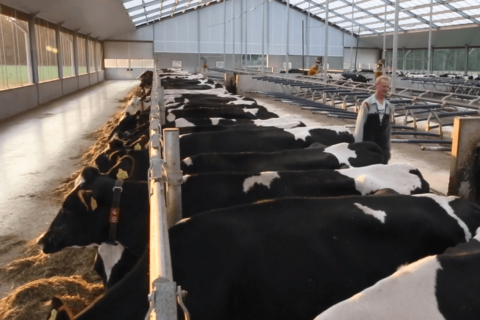 Veehouder onzeker over knelgevallenregeling fosfaatrechten - Foto: Koos Groenewold
