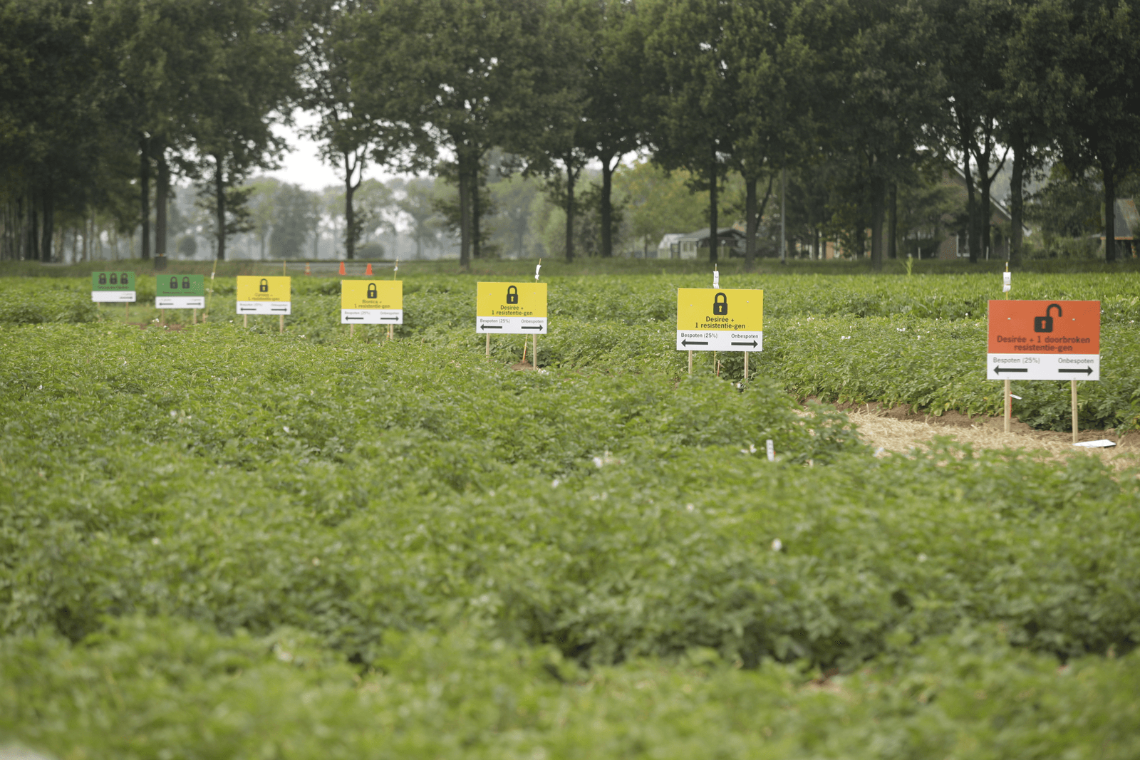 Wageningen UR: aardappel phytophthora-resistent maken met Crisp-Cas - Foto: Michel Zoeter