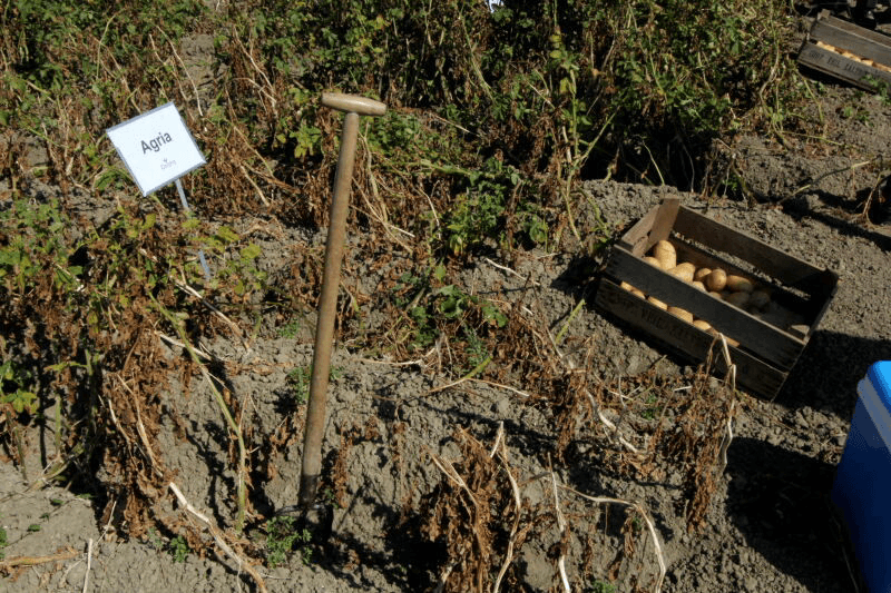 Agria is een van de aardappelrassen die adviesorganisatie Delphy toetst op de gechiktheid voor teelt op zware grond.<br /><em>Foto: Anton Dingemanse</em>