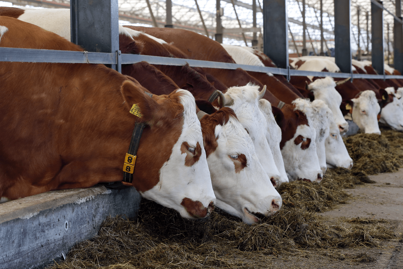 Ministerie: rapport fosfaatproductie ingehaald door realiteit - Foto: Roel Dijkstra
