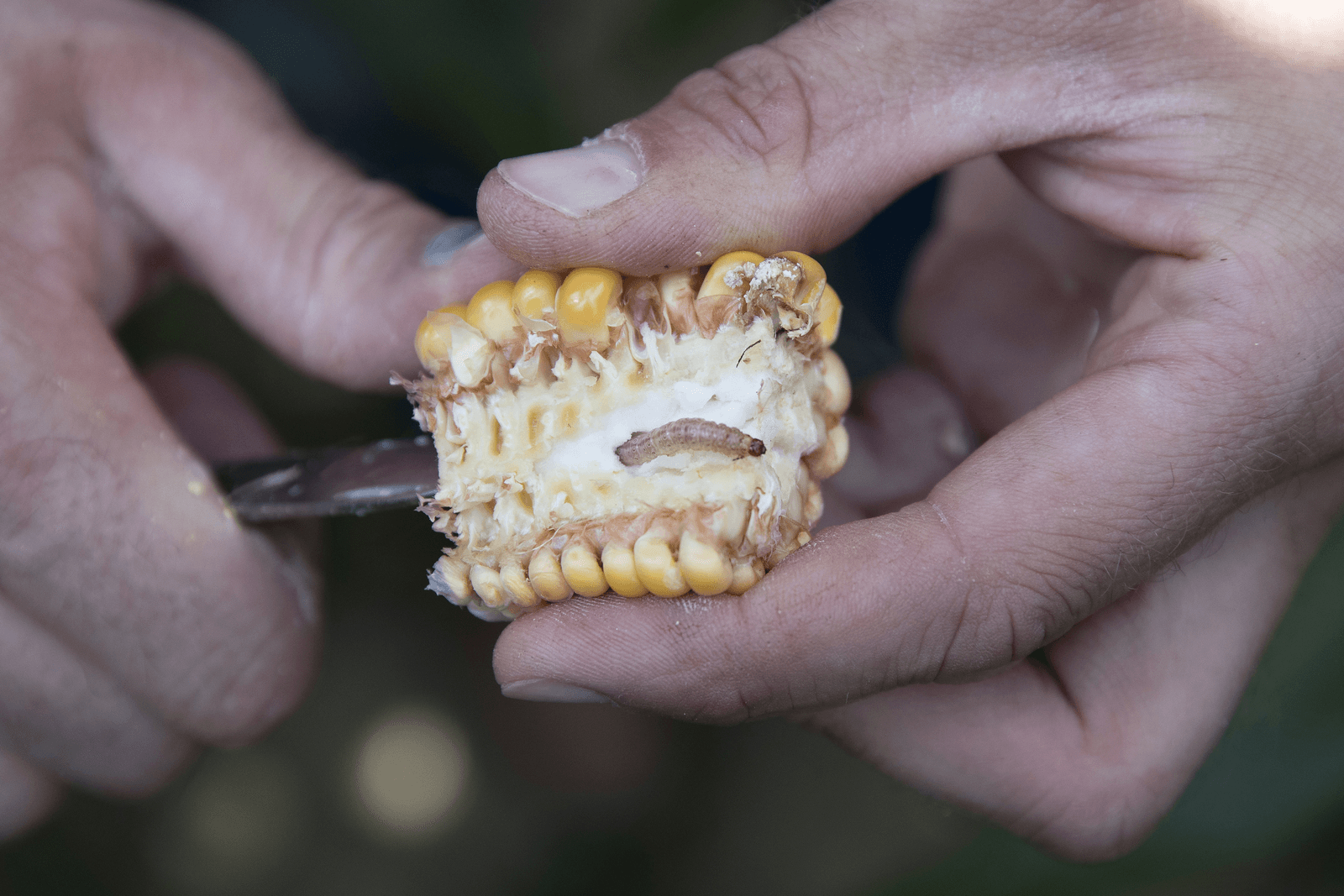 Maisstengelboorder rukt op in Nederland - Foto: Marcel van Hoorn