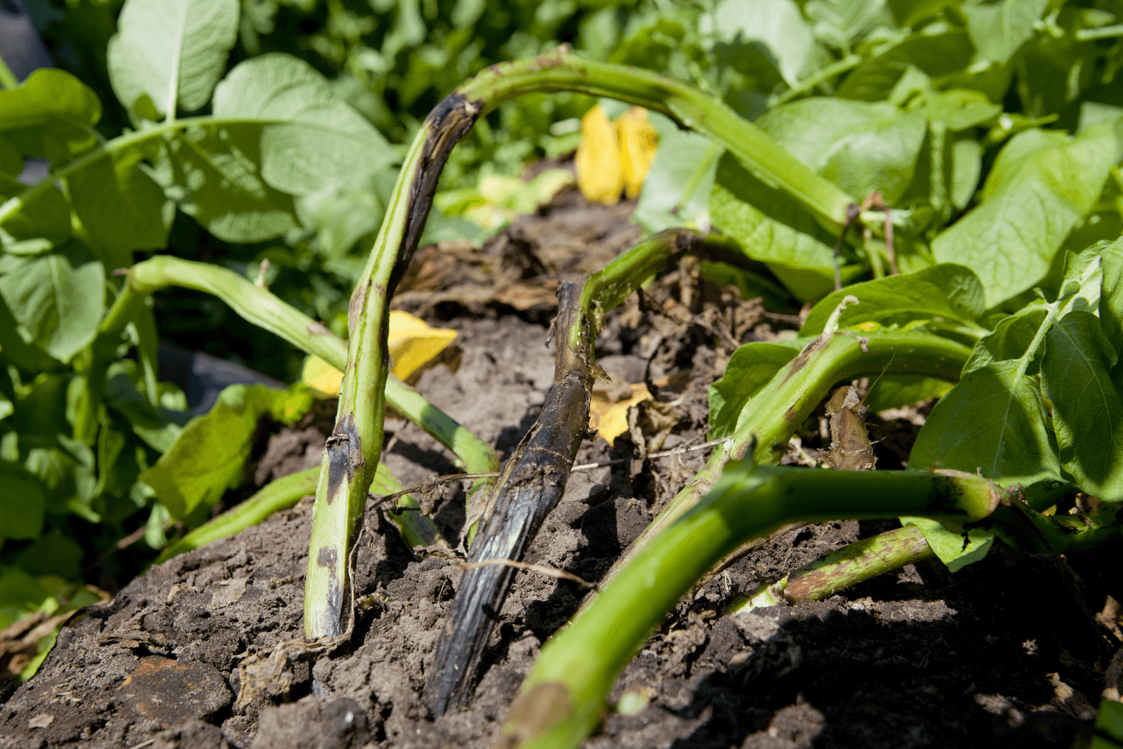 WUR: erwinia kan aardappel ook via blad infecteren - Foto: Jan Willem Schouten