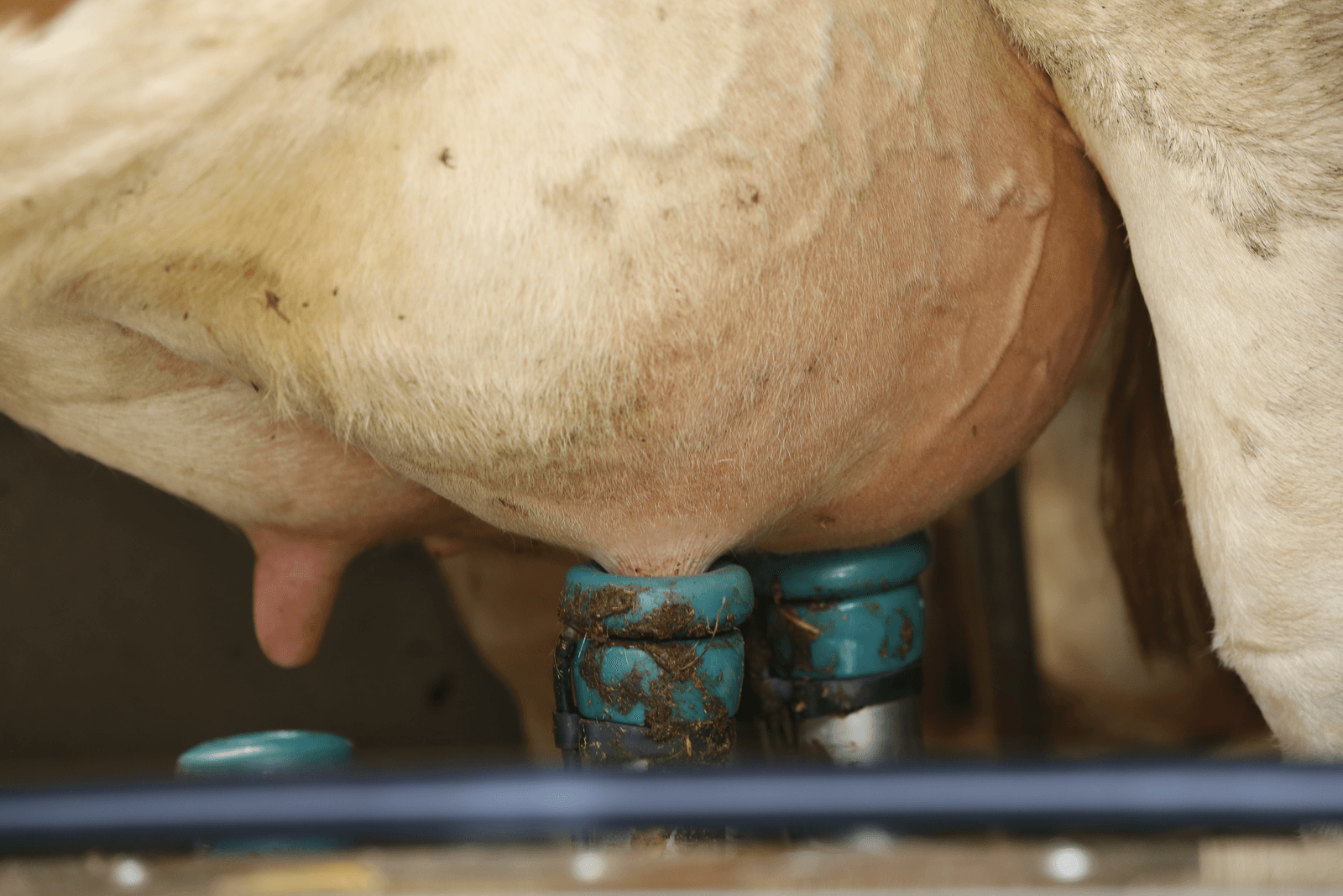 12.800 Franse boeren willen minder melken - Foto: Henk Riswick