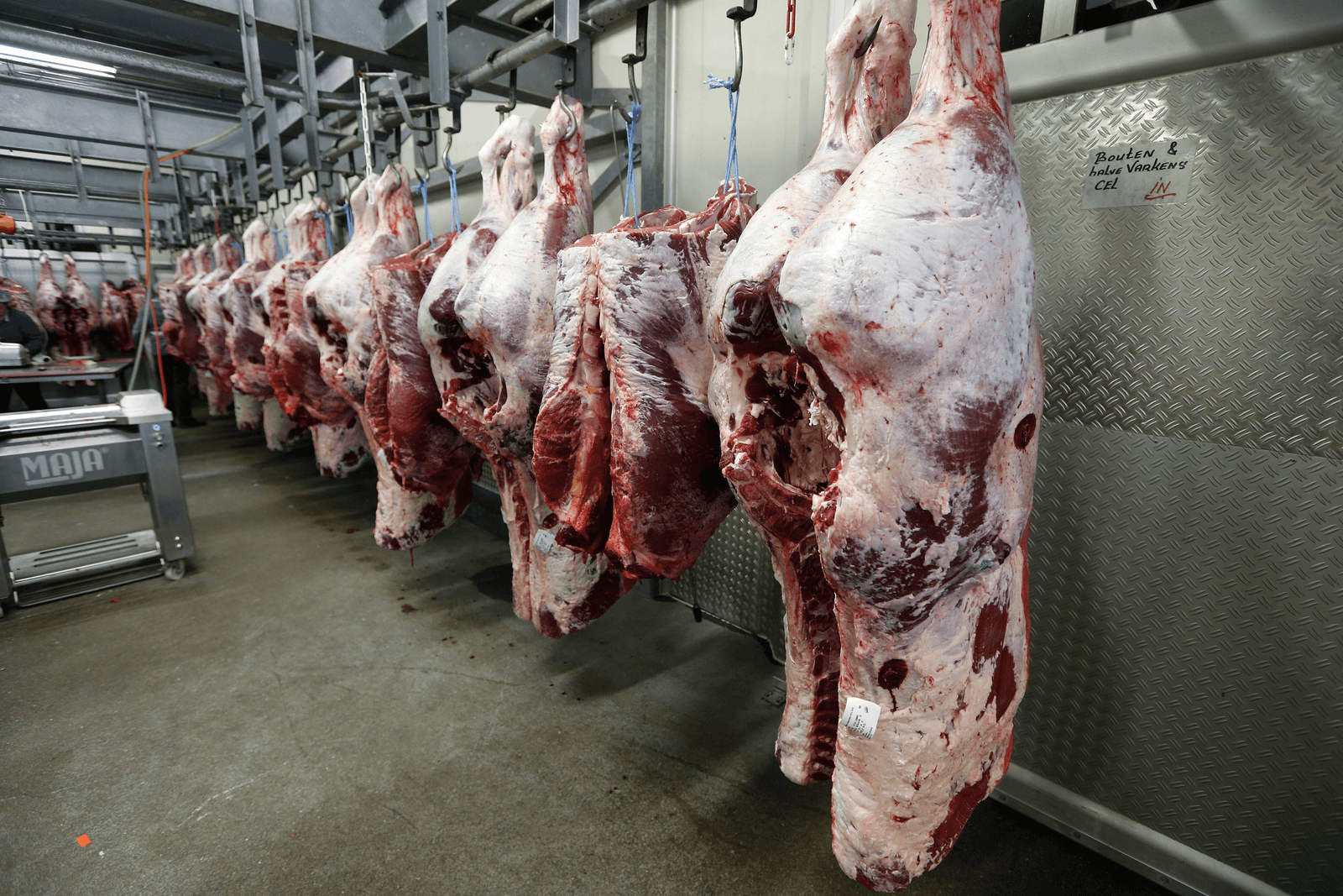 Aantal runderslachtingen flink omhoog - Foto: Bert Jansen
