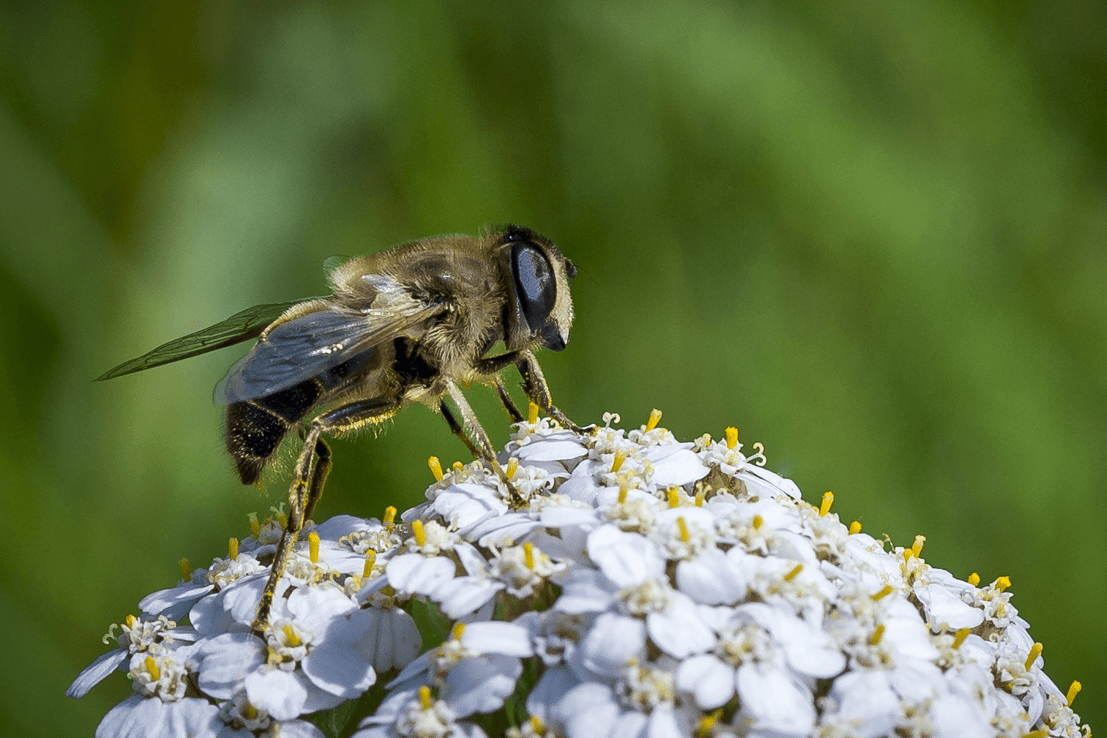 Opnieuw veel lagere honingproductie in Frankrijk - Foto: ANP