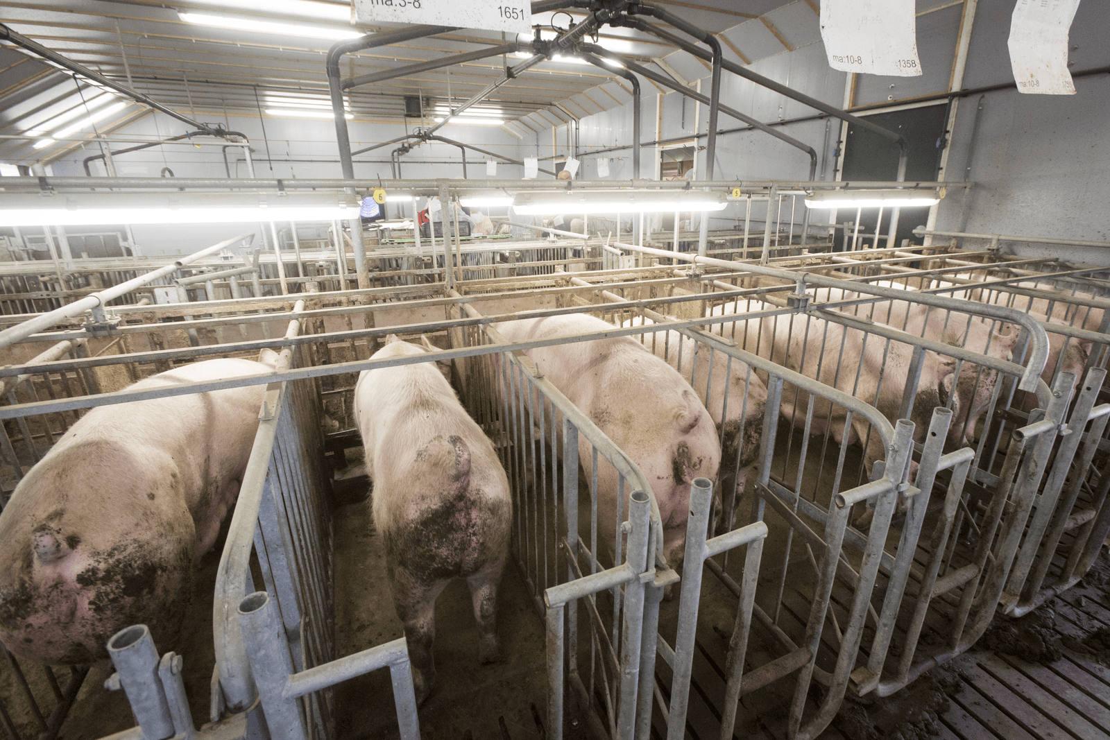 Foto: Koos Groenewold