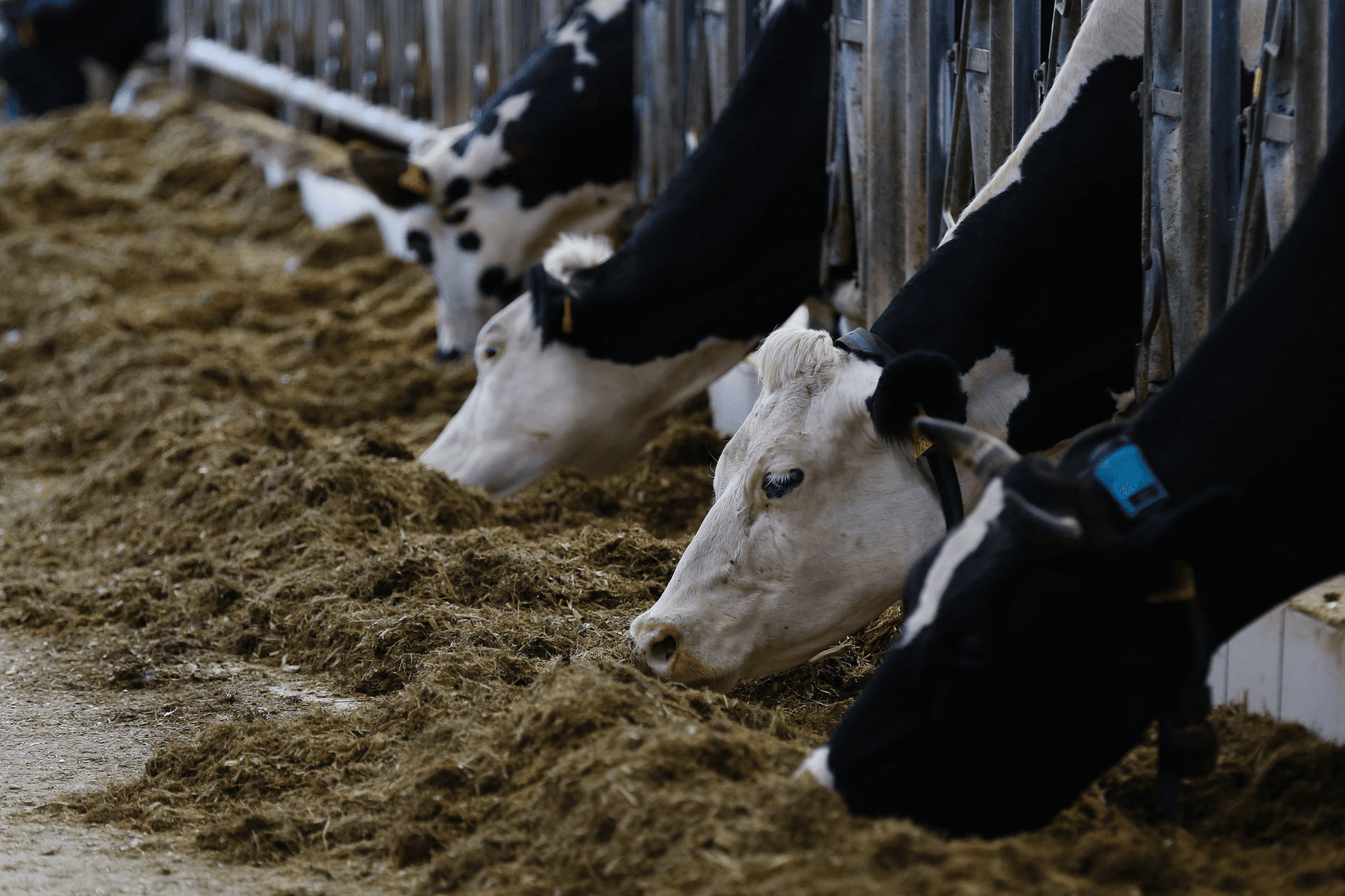 Franse blauwtong nadert België - Foto: ANP