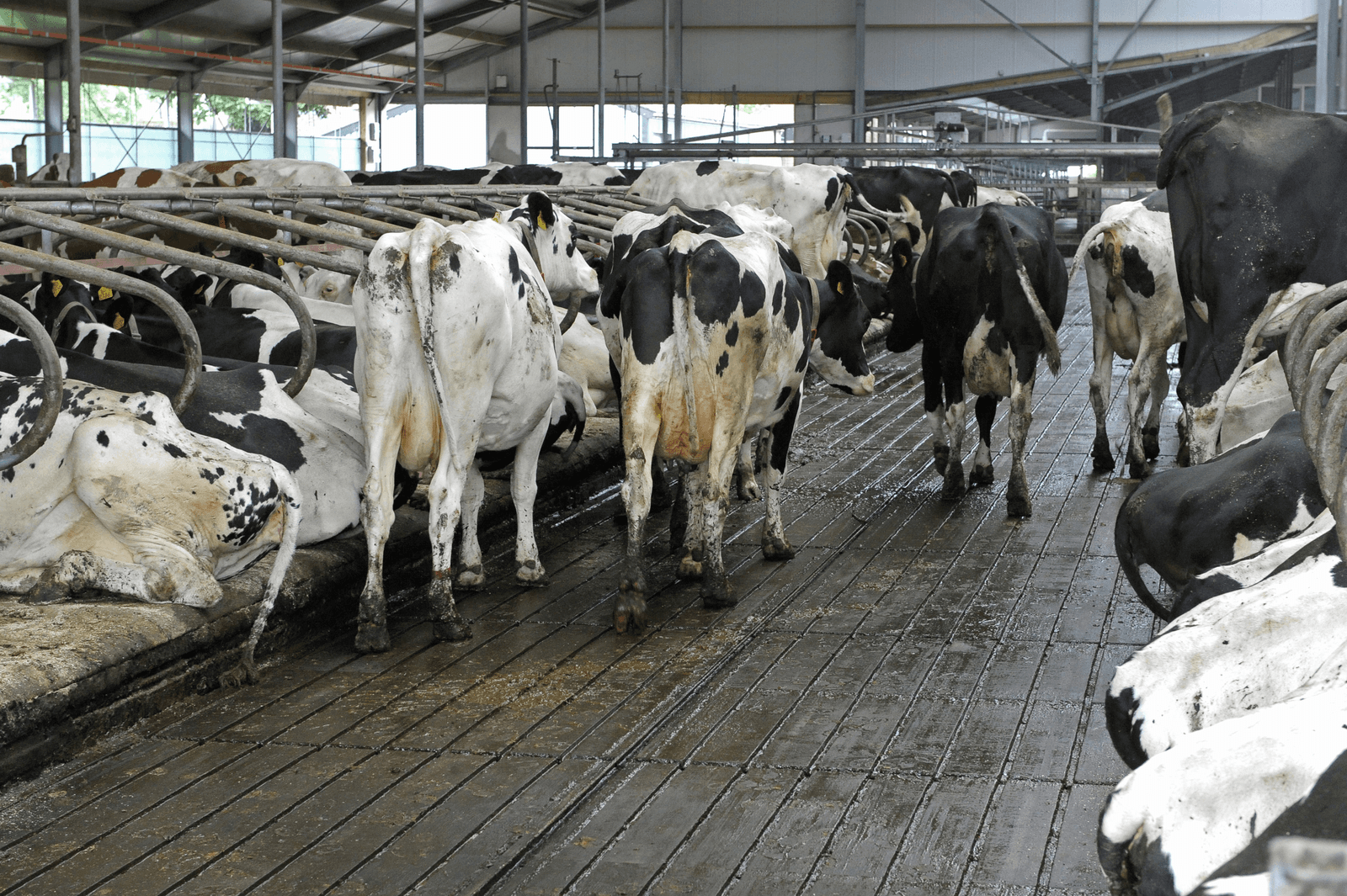Extra controle op meer koeien vlak voor peildatum - Foto: Fotopersburo Dijkstra bv
