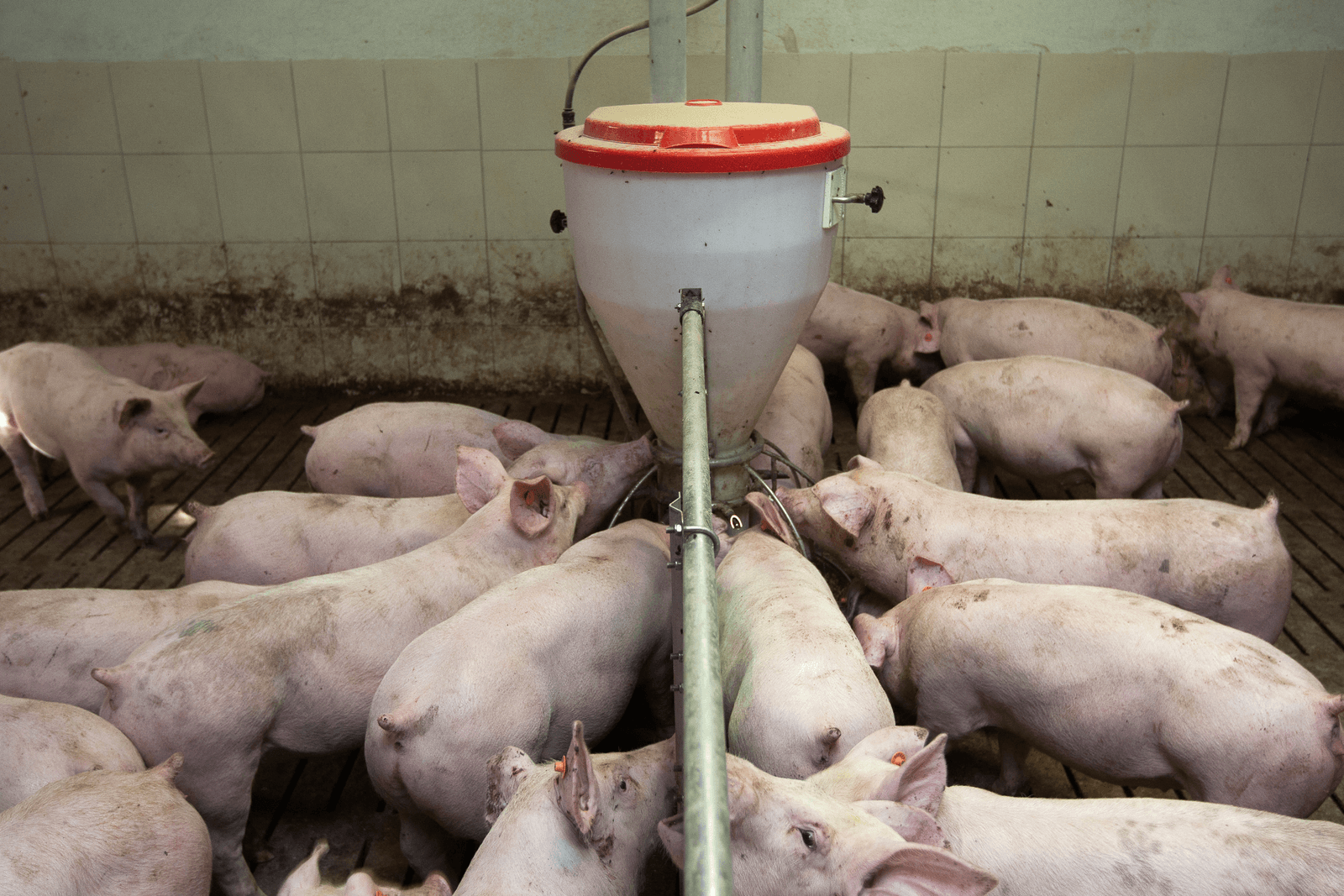 Varkens van Deense Duroc-eindbeer.<br /><em>Foto: Ronald Hissink </em>