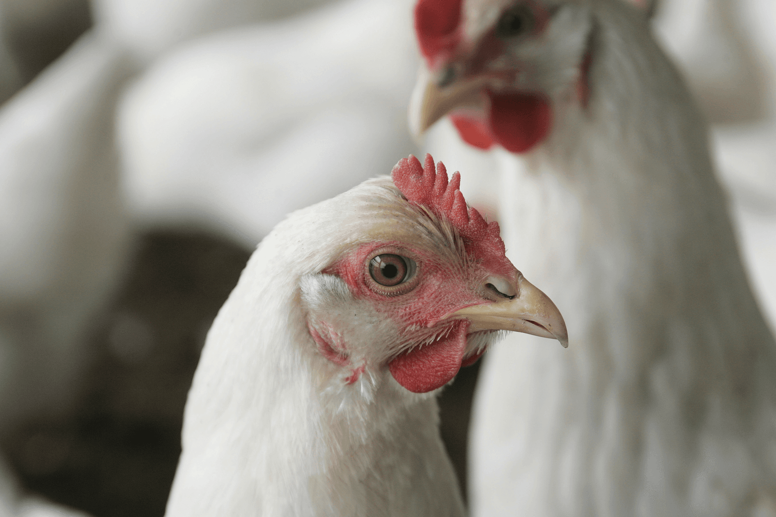 Bij kippen met scherpe snavels is het risico op schade door pikkerij groter dan bij snavelbehandeling. <br /><em>Foto: Jan Pit</em>