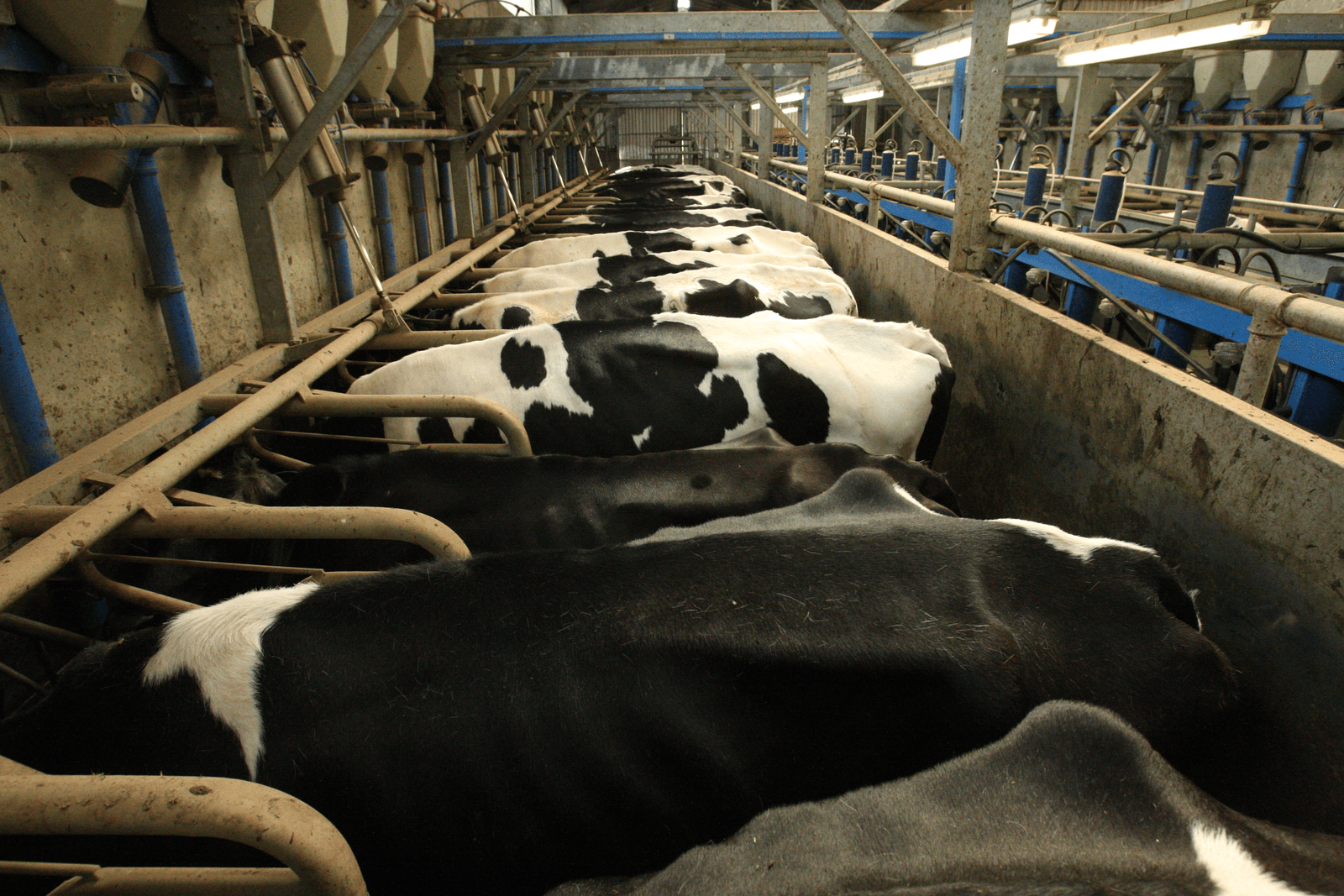 Groei Ierse melkveesector zet door