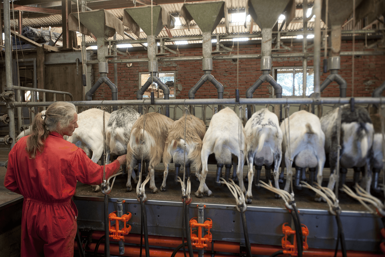 Record aantal melkgeiten - Foto: Mark Pasveer