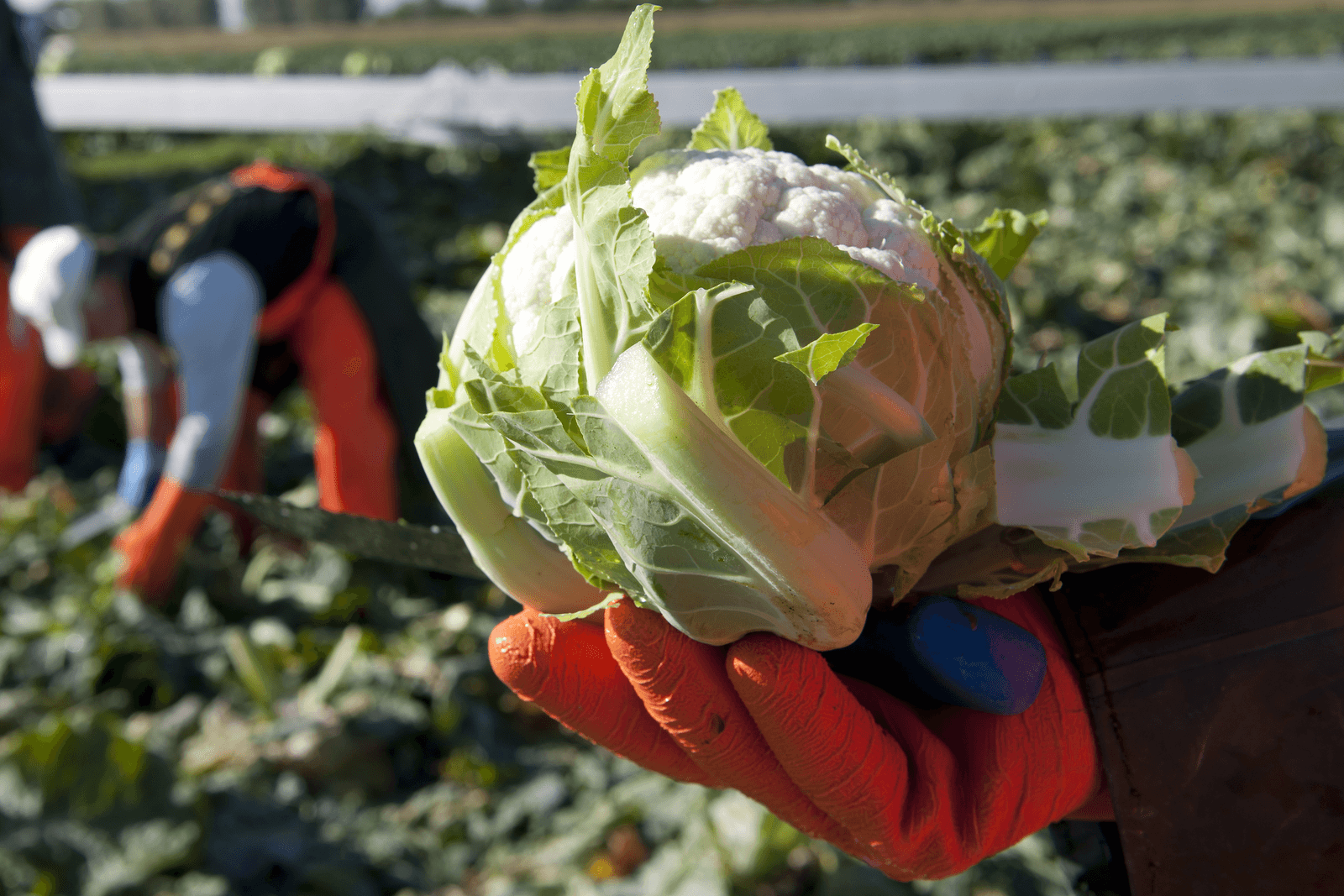 Biologische markt in Frankrijk groeit snel - Foto: Mark Pasveer