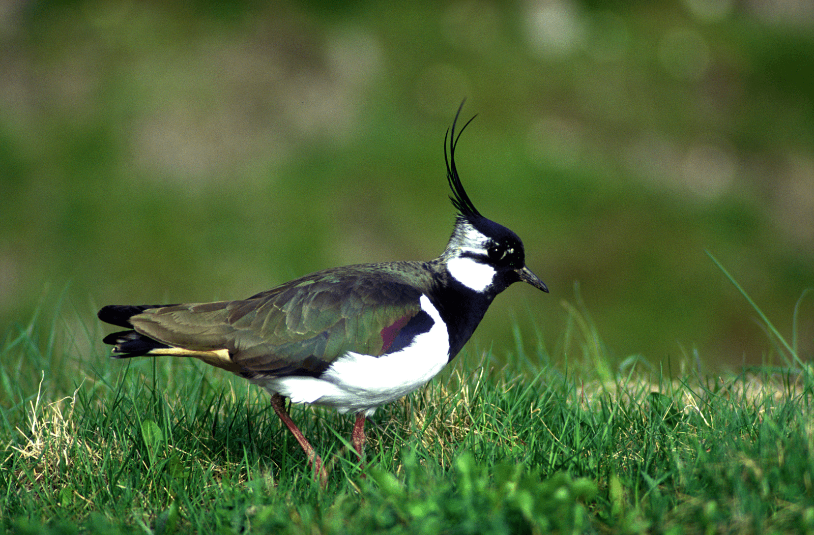 Er komt geen nationaal weidevogelplan dat provincies, grondeigenaren en grondgebruikers dwingend oplegt welke doelstellingen moeten worden bereikt. - Foto: Hans Hut