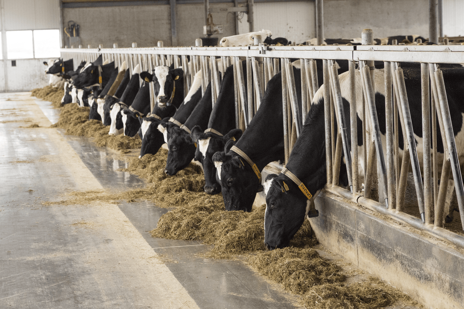 Gemeente Bronckhorst lijkt van stal Koolen af te willen - Foto: Koos Groenewold