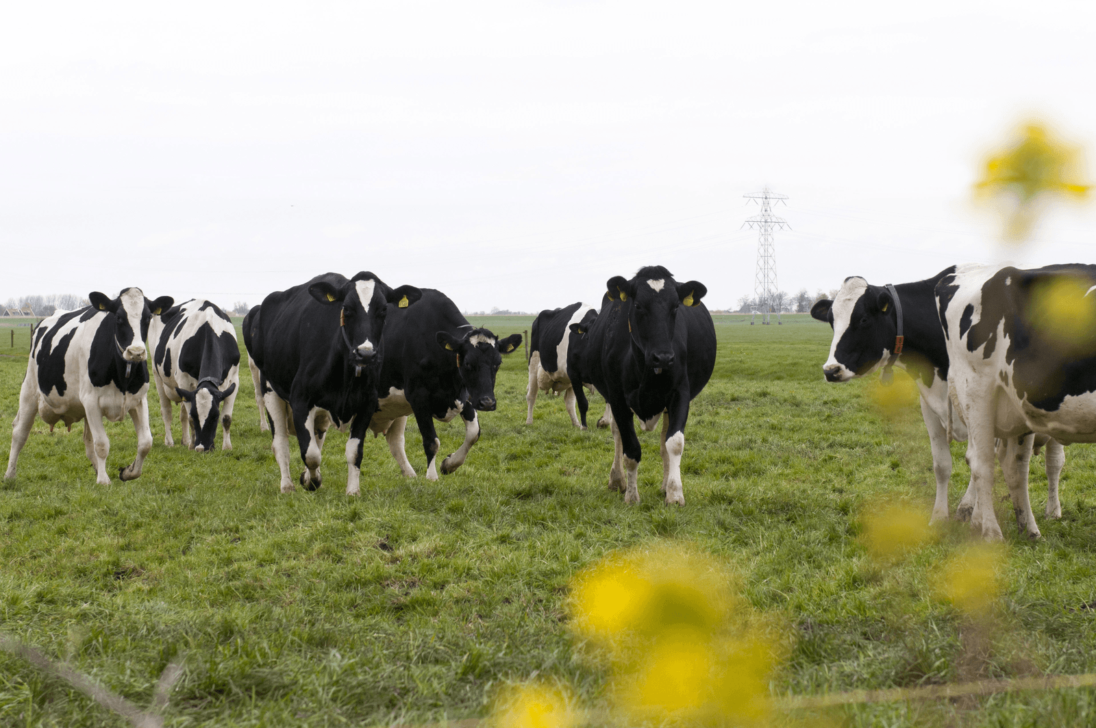De productieverhoging in de landbouw heeft in de jaren zeventig tot negentig ook een verschraling in de biodiversiteit gegeven. - Foto: Wick Natzijl