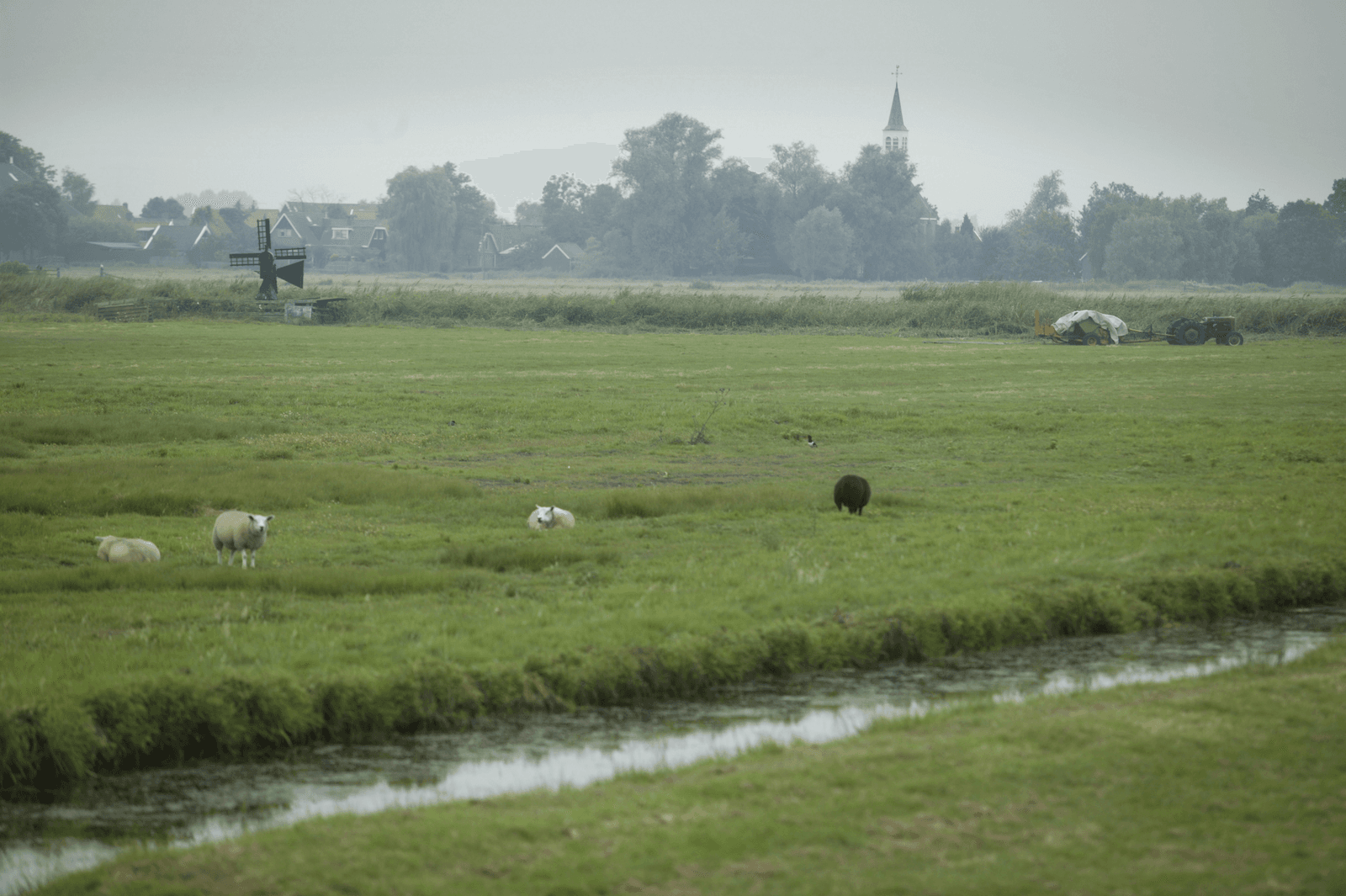 Melkveehouders gezocht voor aanpak ammoniak veenweiden - Foto: Mark Pasveer
