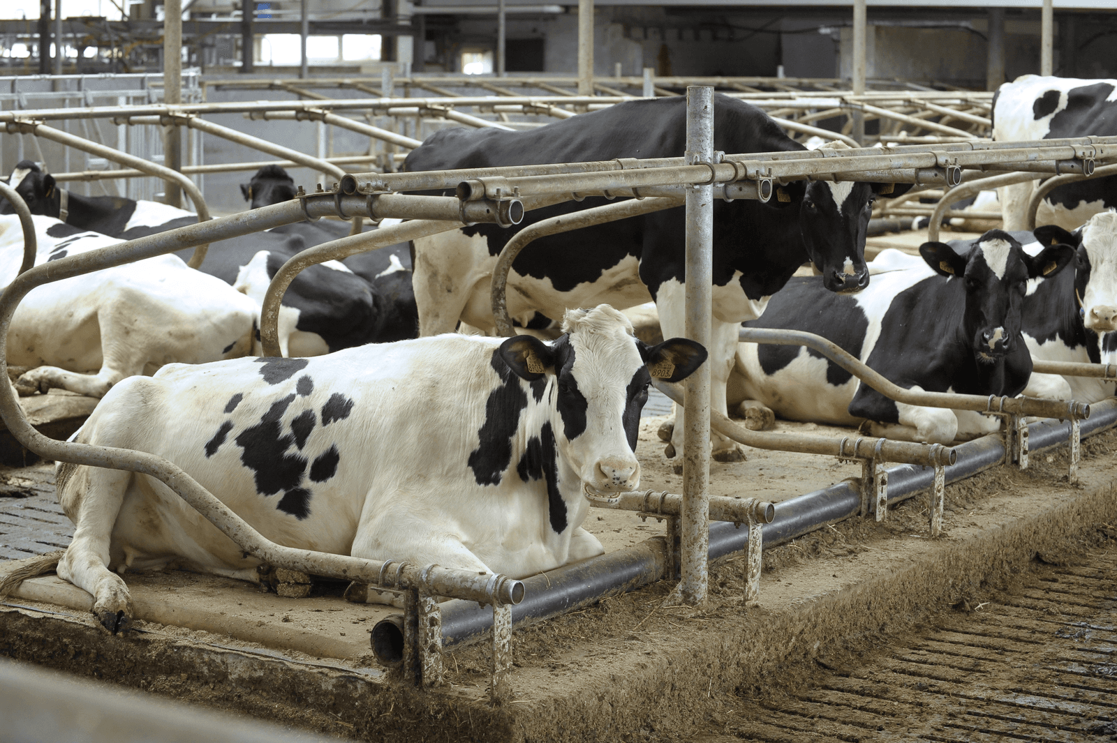 Generieke korting is slechts één onzekerheid - Foto: Fotopersburo Dijkstra