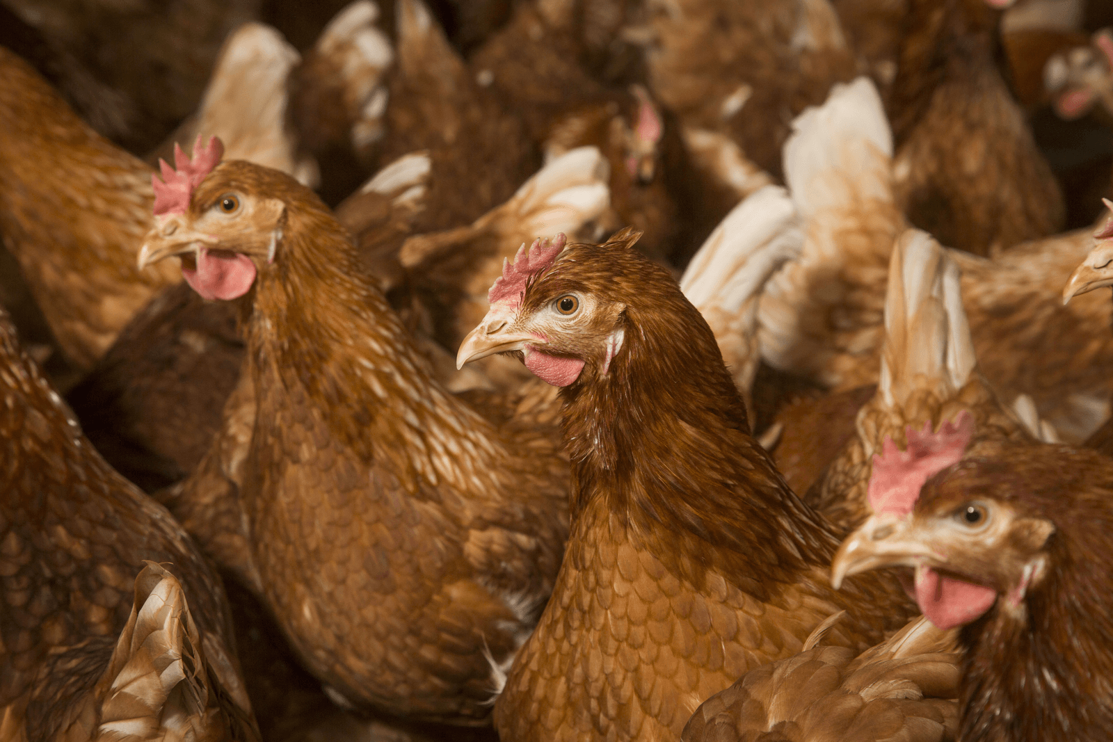 De brede praktijkmonitoring van de effecten van het houden van leghennen en vleeskuikenouderdieren met hele snavels wordt momenteel hervat.  - Foto: Koos Groenwold