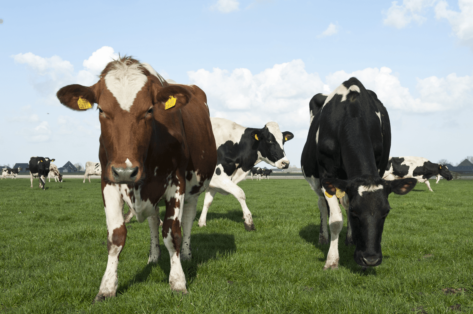 Luisteren naar koe of consument? - Foto: Fotostudio Wick Natzijl