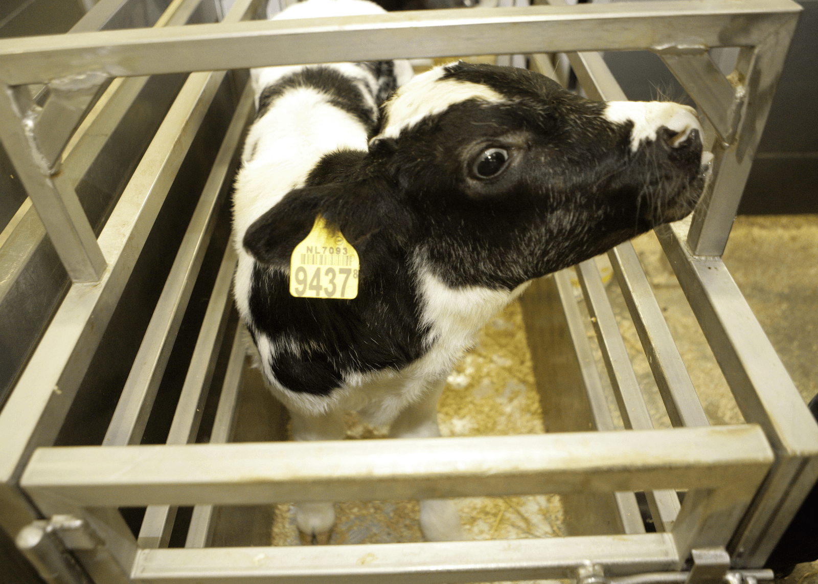 Import Ierse kalveren met 38,5% gedaald - Foto: Henk Riswick