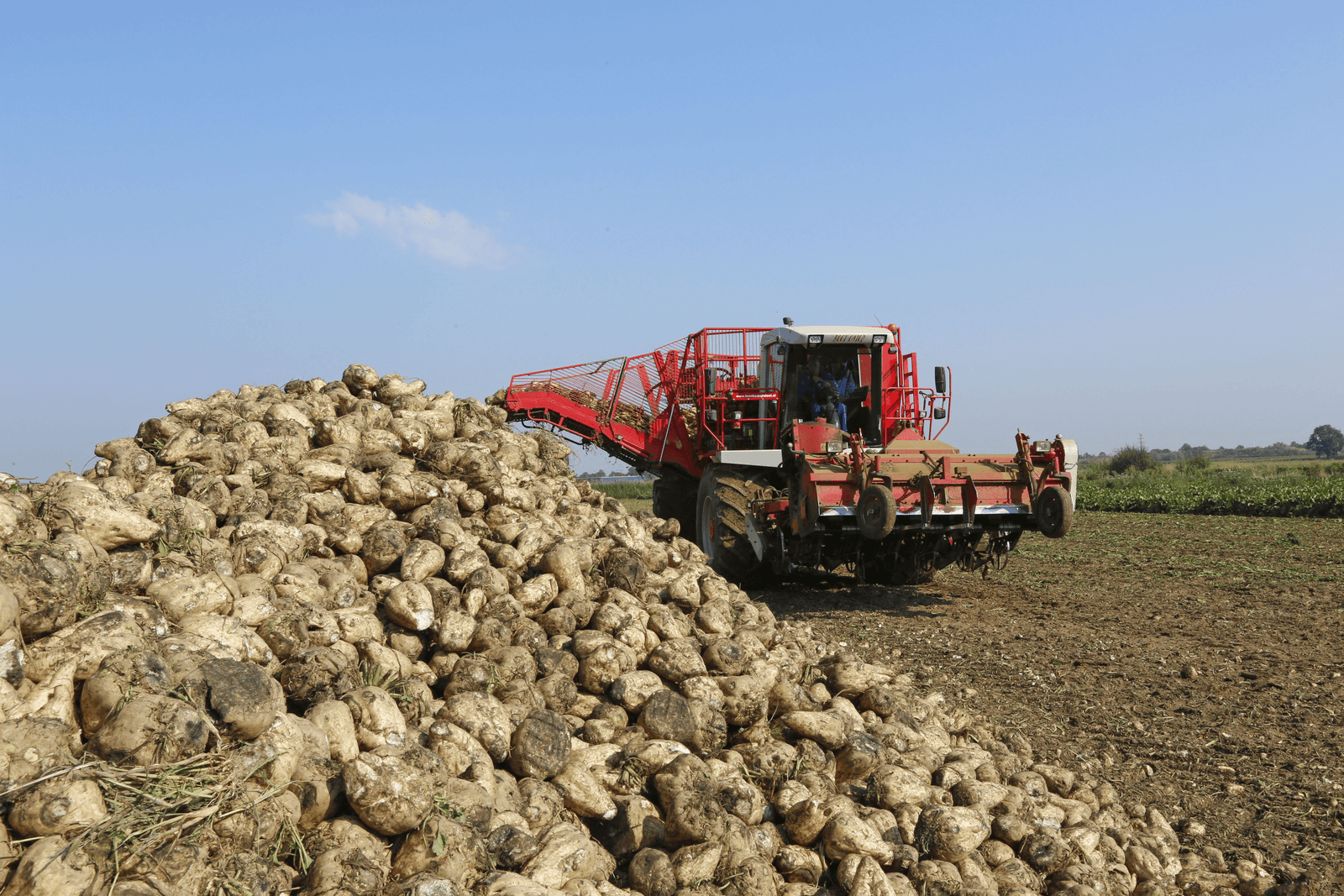 Het areaal granen kromp in 2016 flink, terwijl het areaal suikerbieten en uien flink toenam. Dat blijkt uit de landbouwtelling 2016 van het CBS. - Foto: Henk Riswick