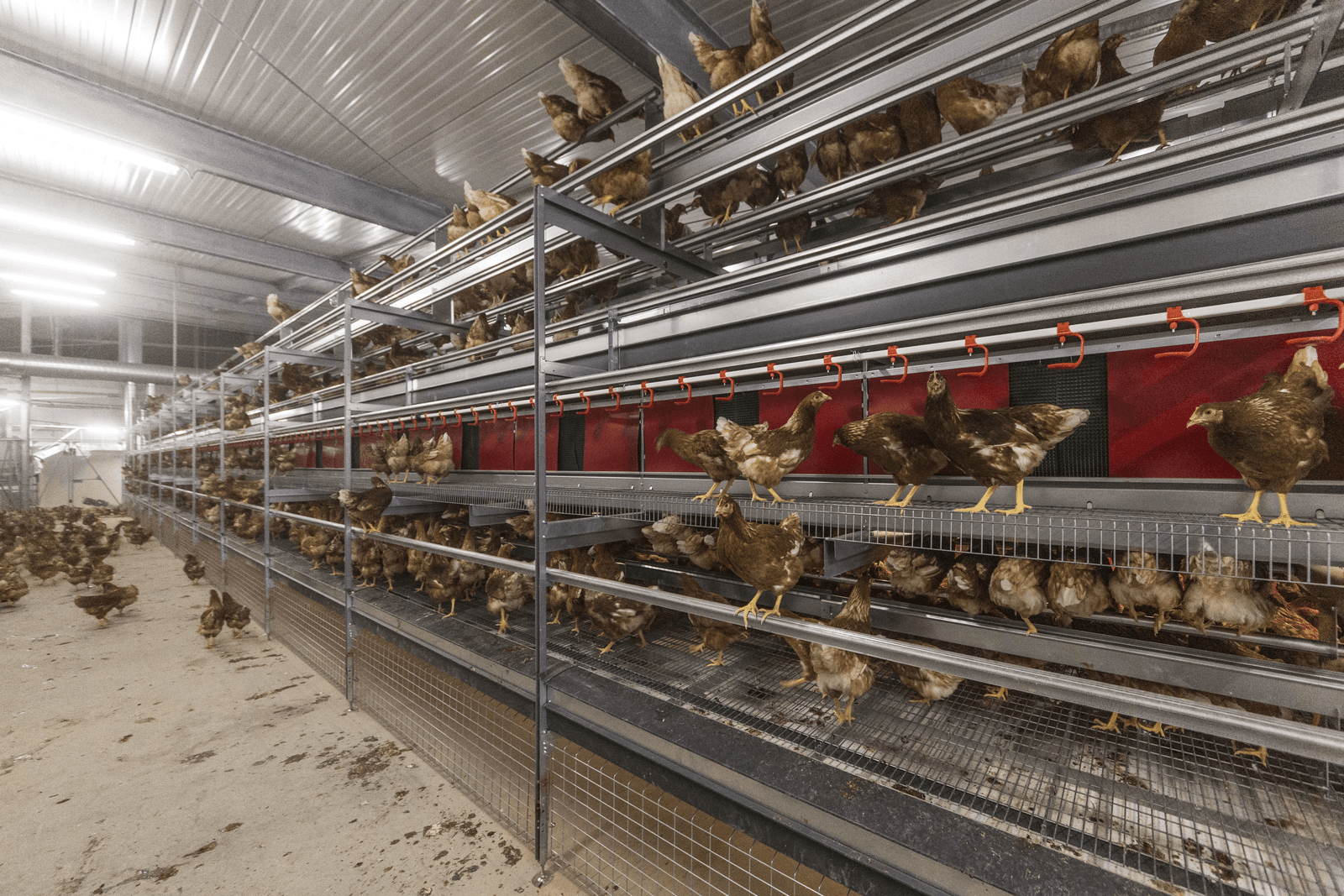 Toekomstvisie pluimveehouderij wordt gekenmerkt door 'toekomstbestendig verduurzamen'. Foto: Koos Groenewold