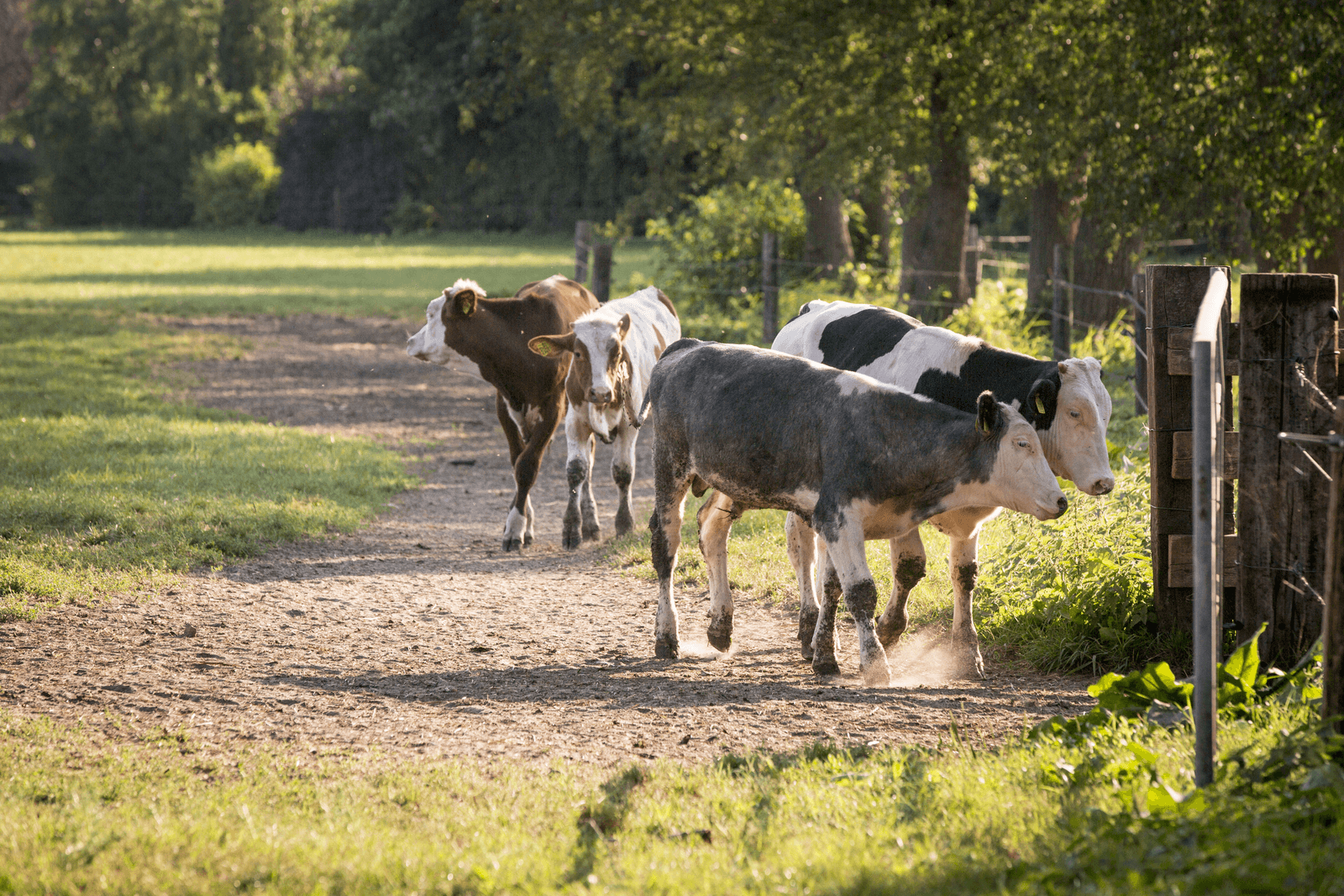 Foto: Koos Groenewold