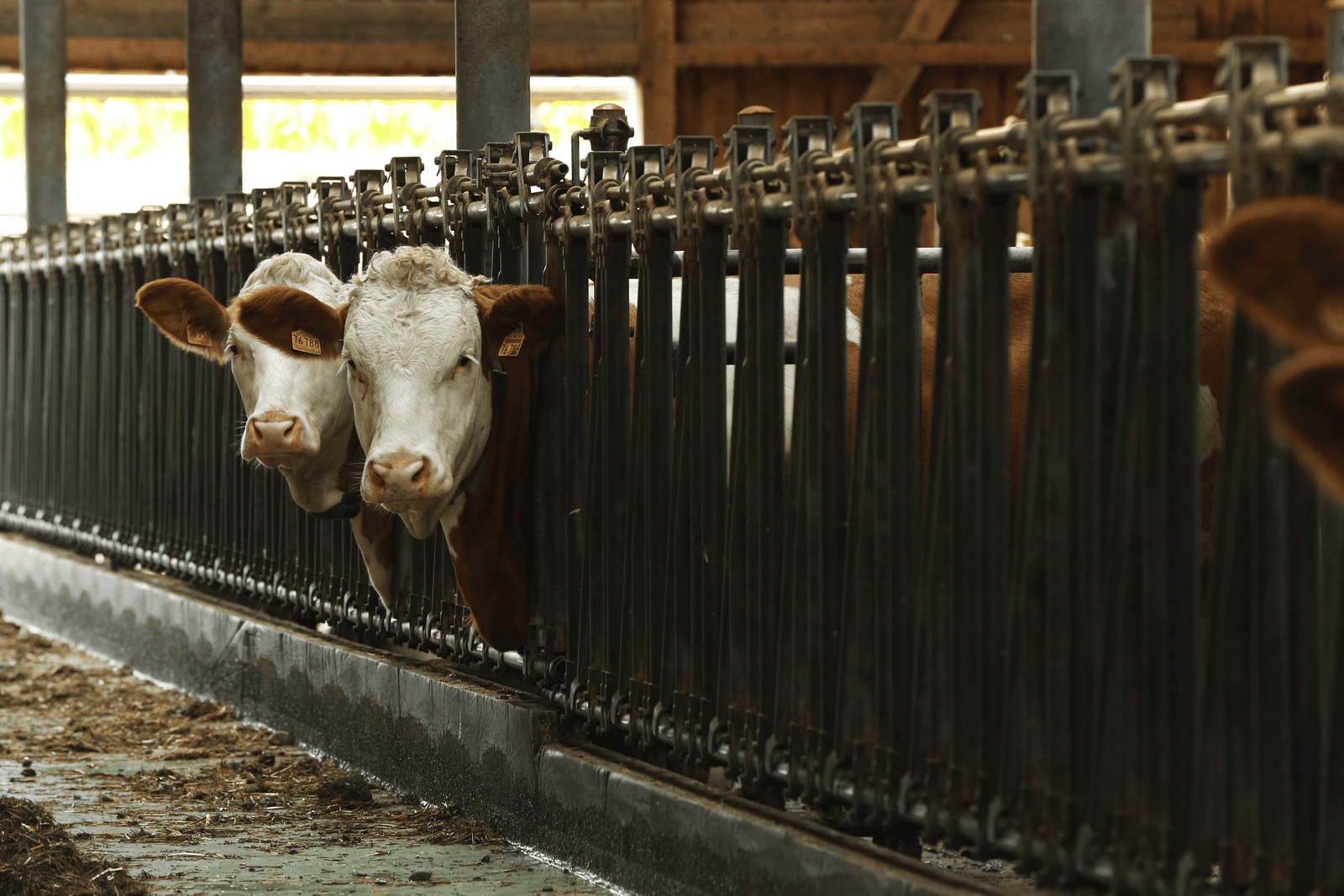 Vergaderseizoen: onderwerpen genoeg - Foto: Henk Riswick