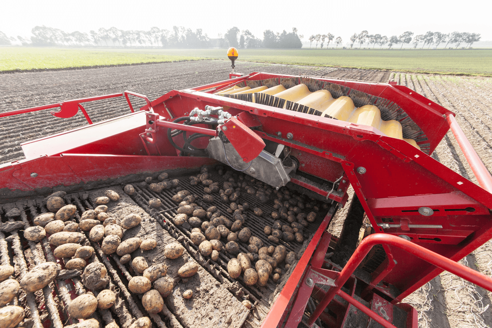 Pootgoedsector gebaat bij frites- en chipshonger - Foto: Koos Groenewold