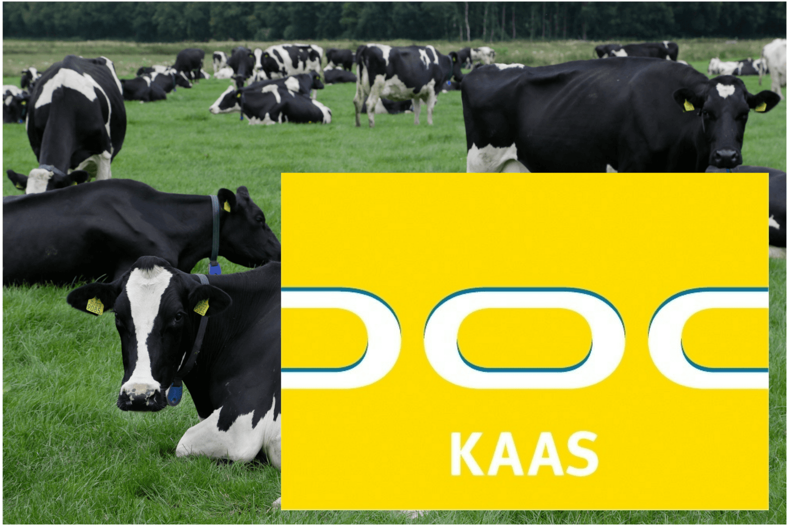 Foto/afbeelding: Jan Willem van Vliet en DOC