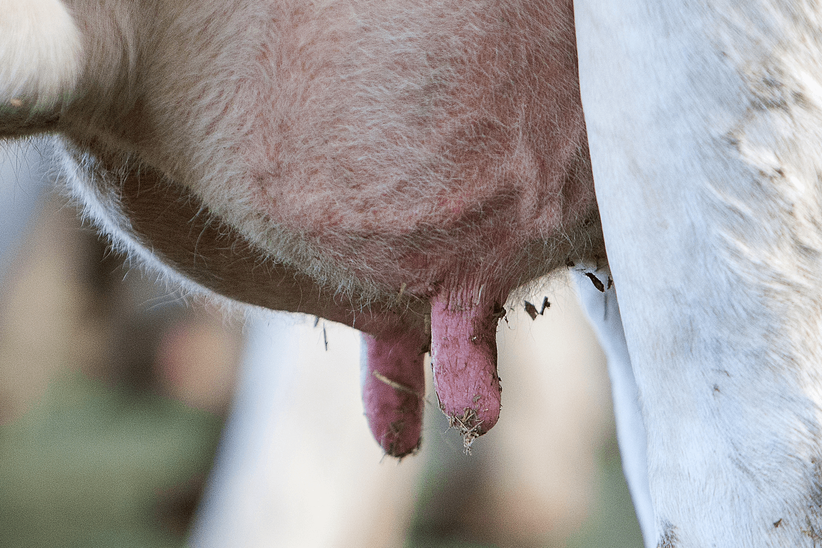Verstopte spenen door te sterke sealers - Foto: Ronald Hissink