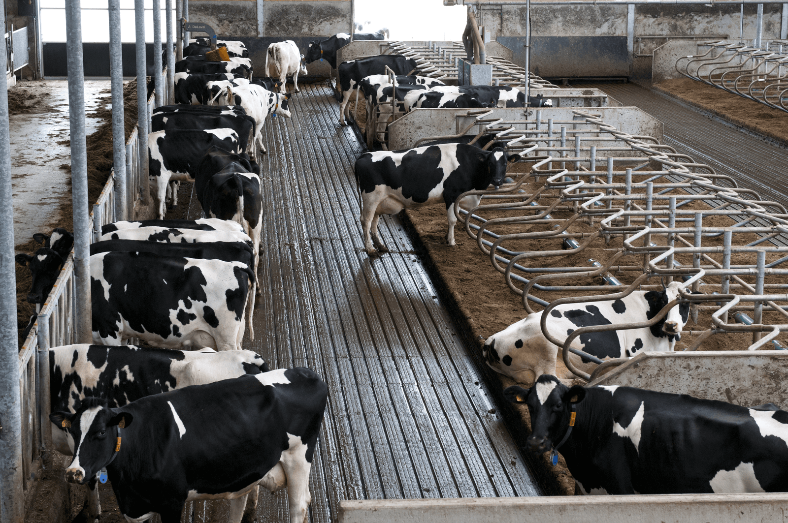 Leren marktdenken in de melkveehouderij - Foto: Fotostudio Wick Natzijl