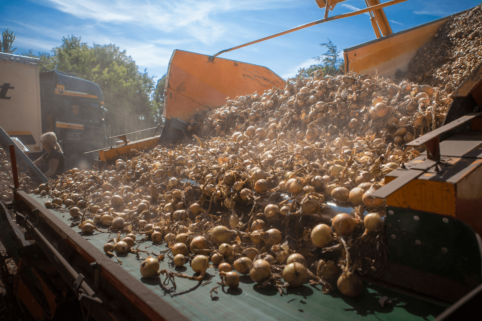 Uienexport boekt record van 1.034 miljoen ton in 2015-'16 - Foto: Peter Roek