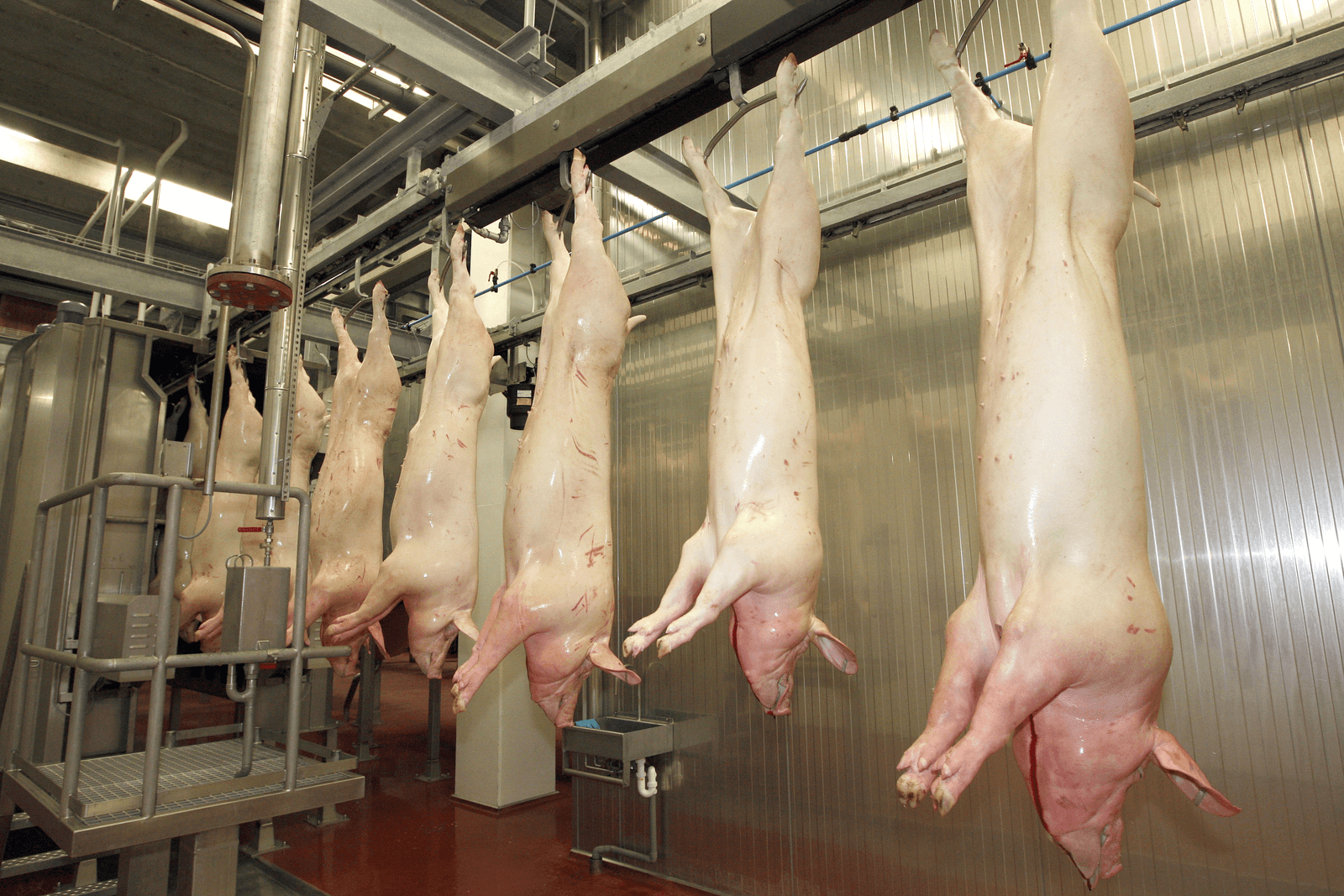Denemarken slacht minder vleesvarkens - Foto: Bert Jansen