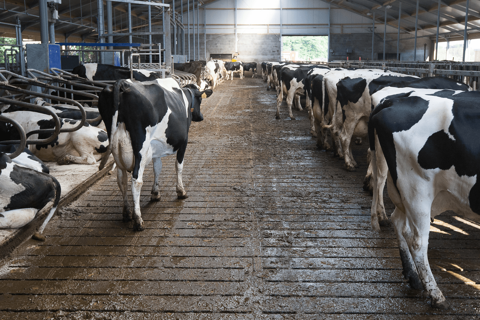 Overijsselse boeren opvallend negatief over economie - Foto: Ronald Hissink