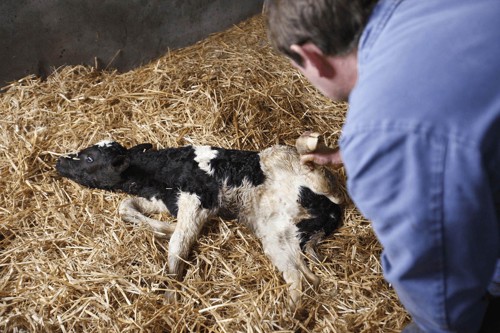 GD waarschuwt voor standaard extra ijzer voor kalf - Foto: Hans Prinsen