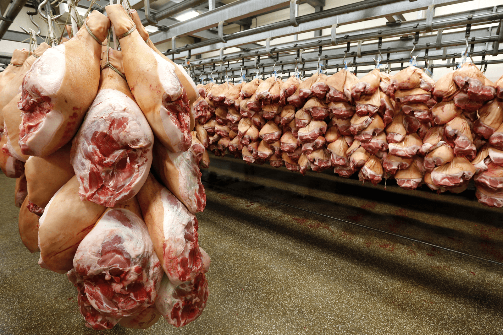 Duitse export varkensvlees groeit 4% - Foto: Bert Jansen