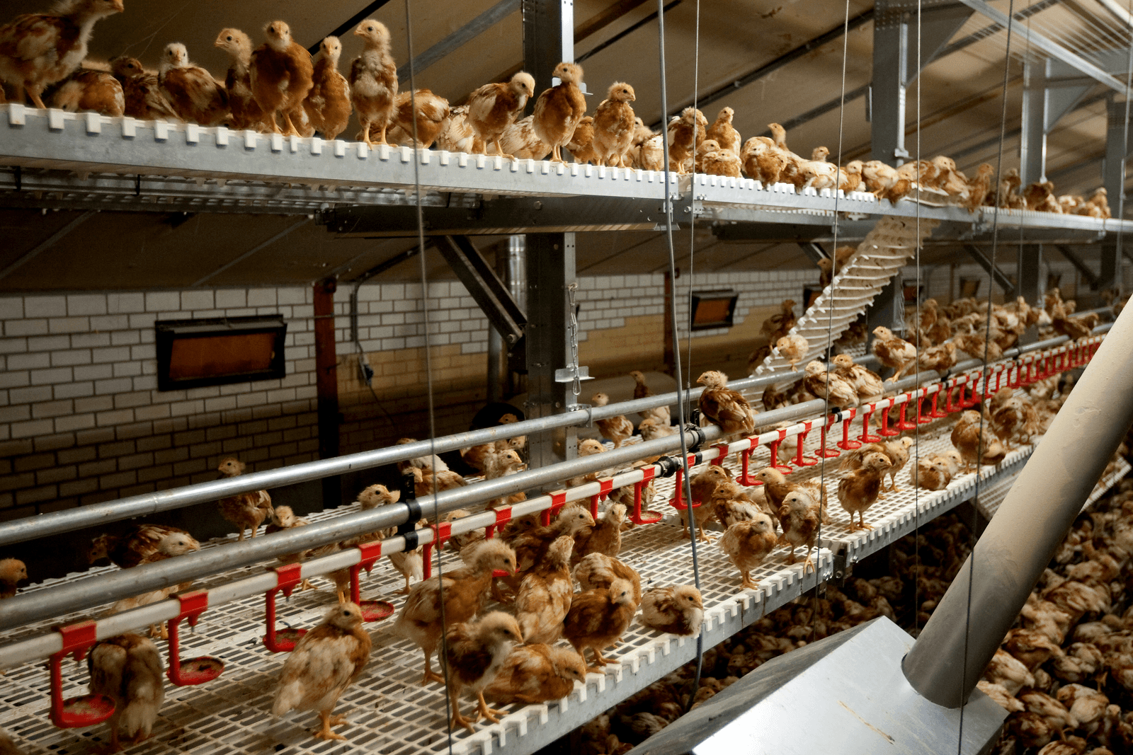 Wetsvoorstel fosfaat doet iedereen pijn - Foto: Ronald Hissink