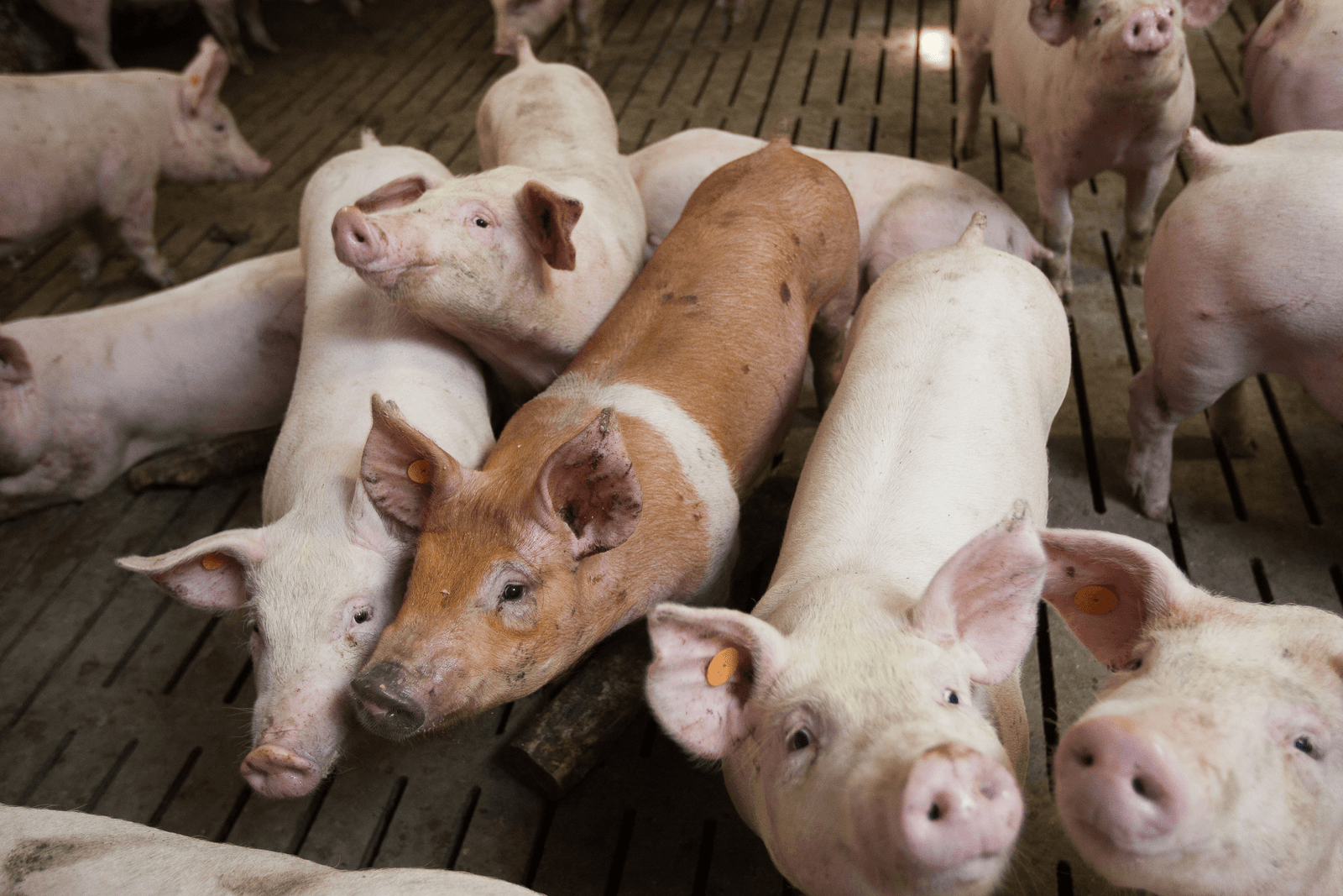 Deense biggenexport blijft verder groeien - Foto: Ronald Hissink