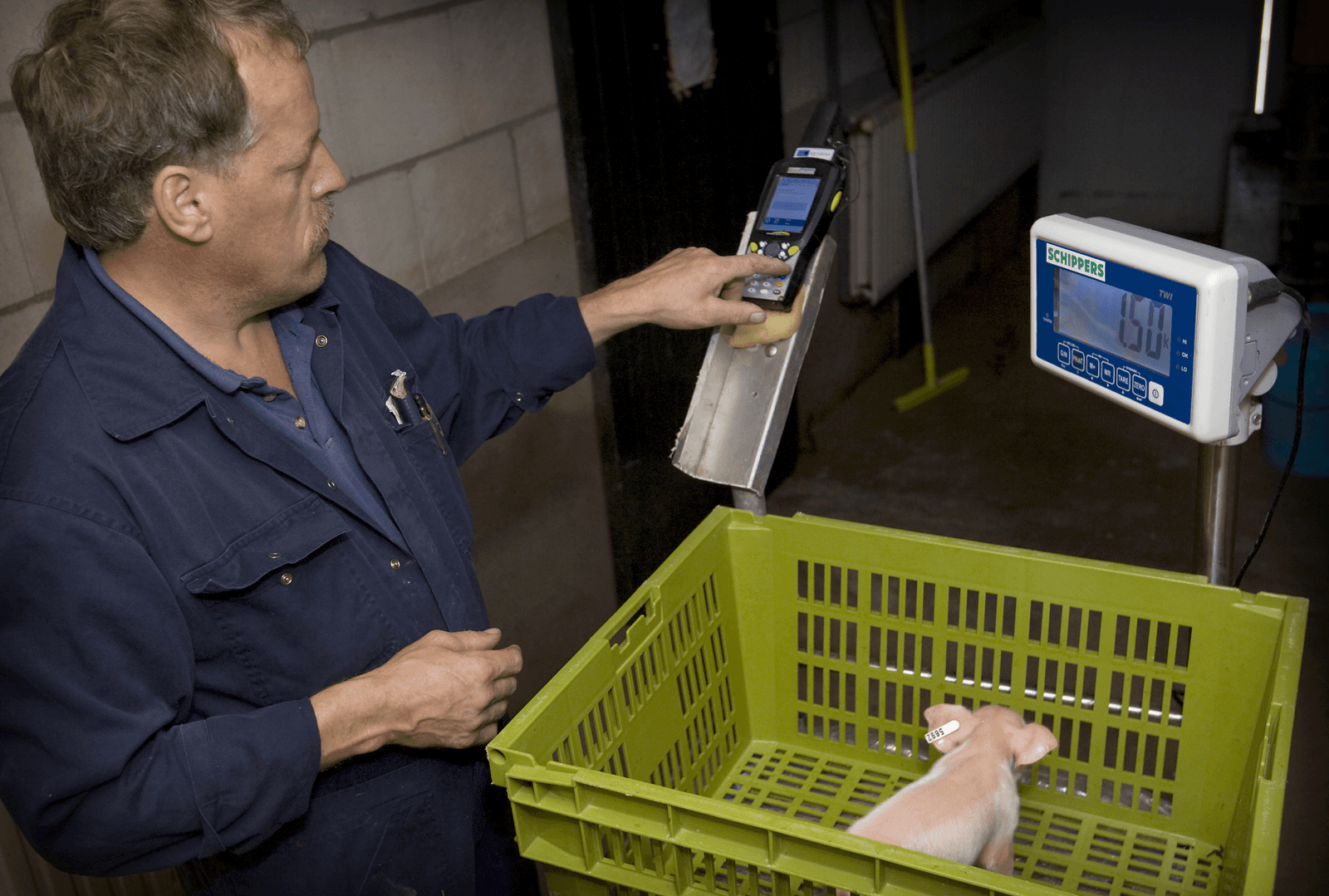 Vee&Logistiek wil elektronisch varkensoormerk - Foto: Verbeeld
