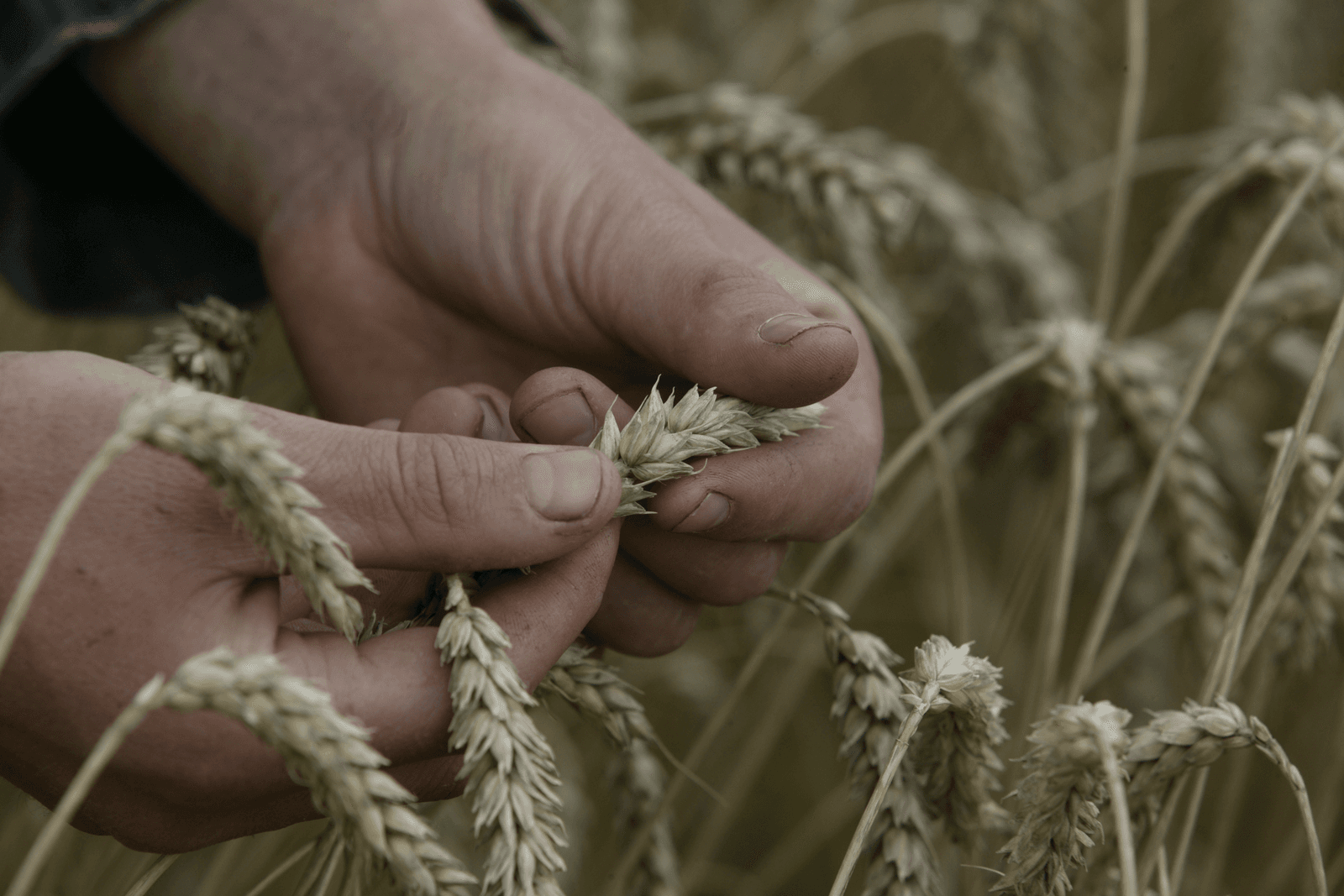 Kwaliteit Franse tarwe valt mee - Foto: Mark Pasveer