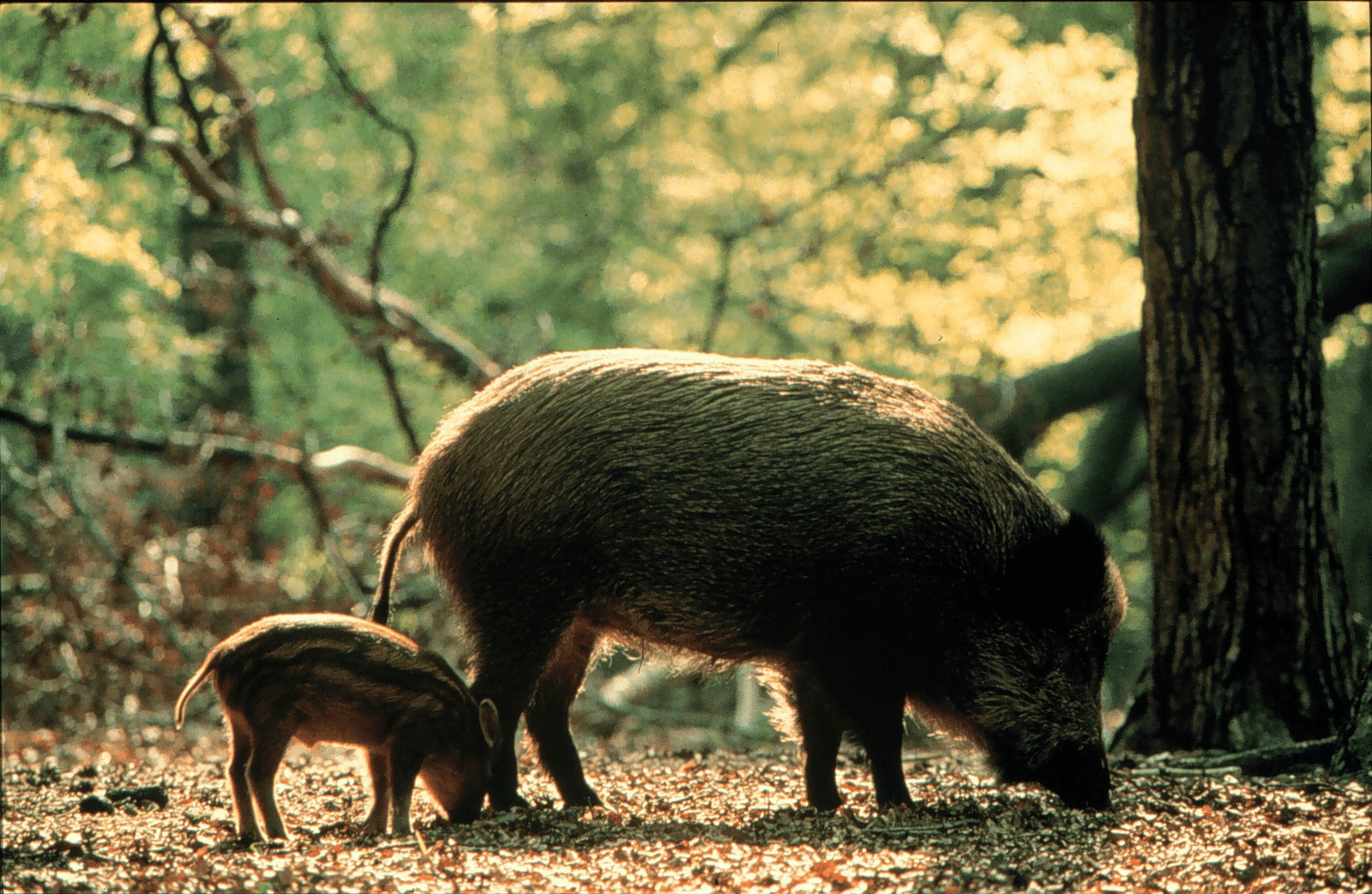 Duitse jagers waarschuwen voor varkenspest - Foto: ANP