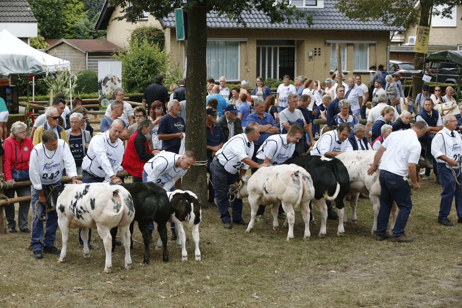 Jong talent op Belgisch Witblauw-keuring - Foto: Henk Riswick