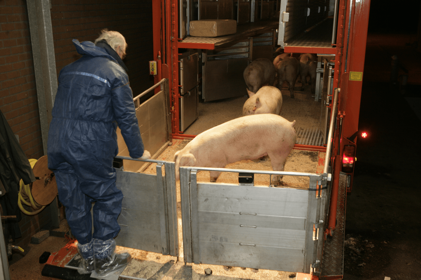 NVWA gaat met hitte vanaf 4 uur 's nachts vee keuren. - Foto: Henk Riswick