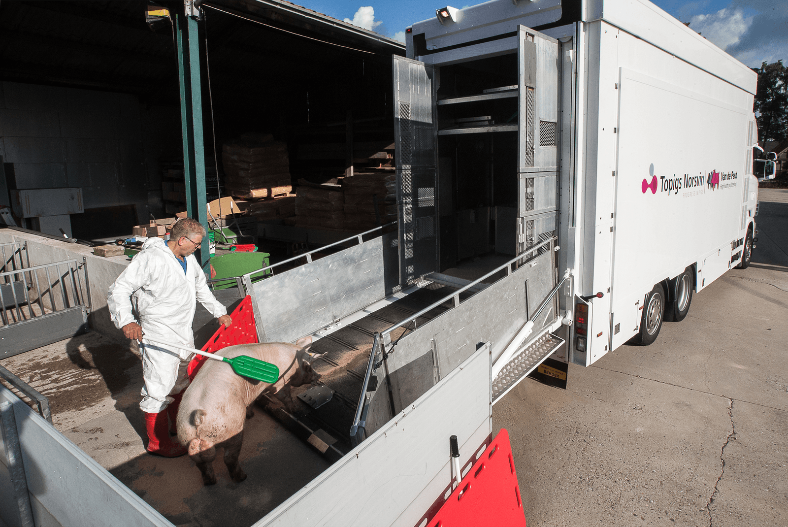 Laden van fokberen bij een Topigs fokker. - Foto: Ronald Hissink