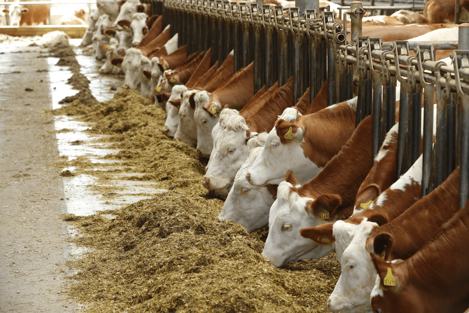 Betere melkprijs: buffer of speelgoed? - Foto: Henk Riswick