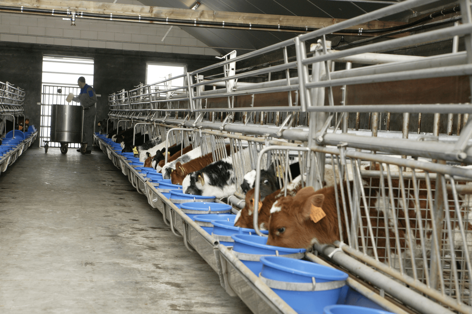 De kruislingkalveren met 50% Belgisch Blauw verkopen moeizaam. - Foto: Henk Riswick