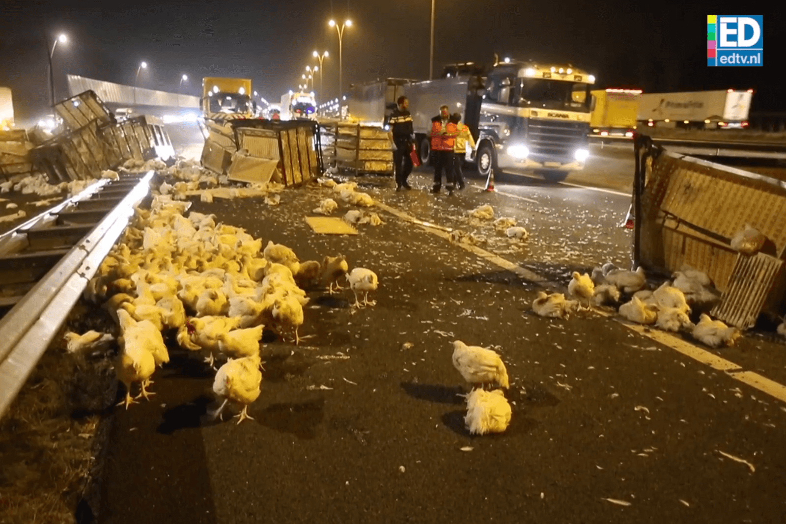 Ongeval met kippentransport zorgt voor ravage op A2 - Screenshot van <a href="http://www.ed.nl/regio/eindhoven/a2-weer-vrij-na-crash-vrachtwagen-met-kippen-in-eindhoven-enorme-files-afgenomen-video-poll-1.6347041">de video van ED.nl</a>.